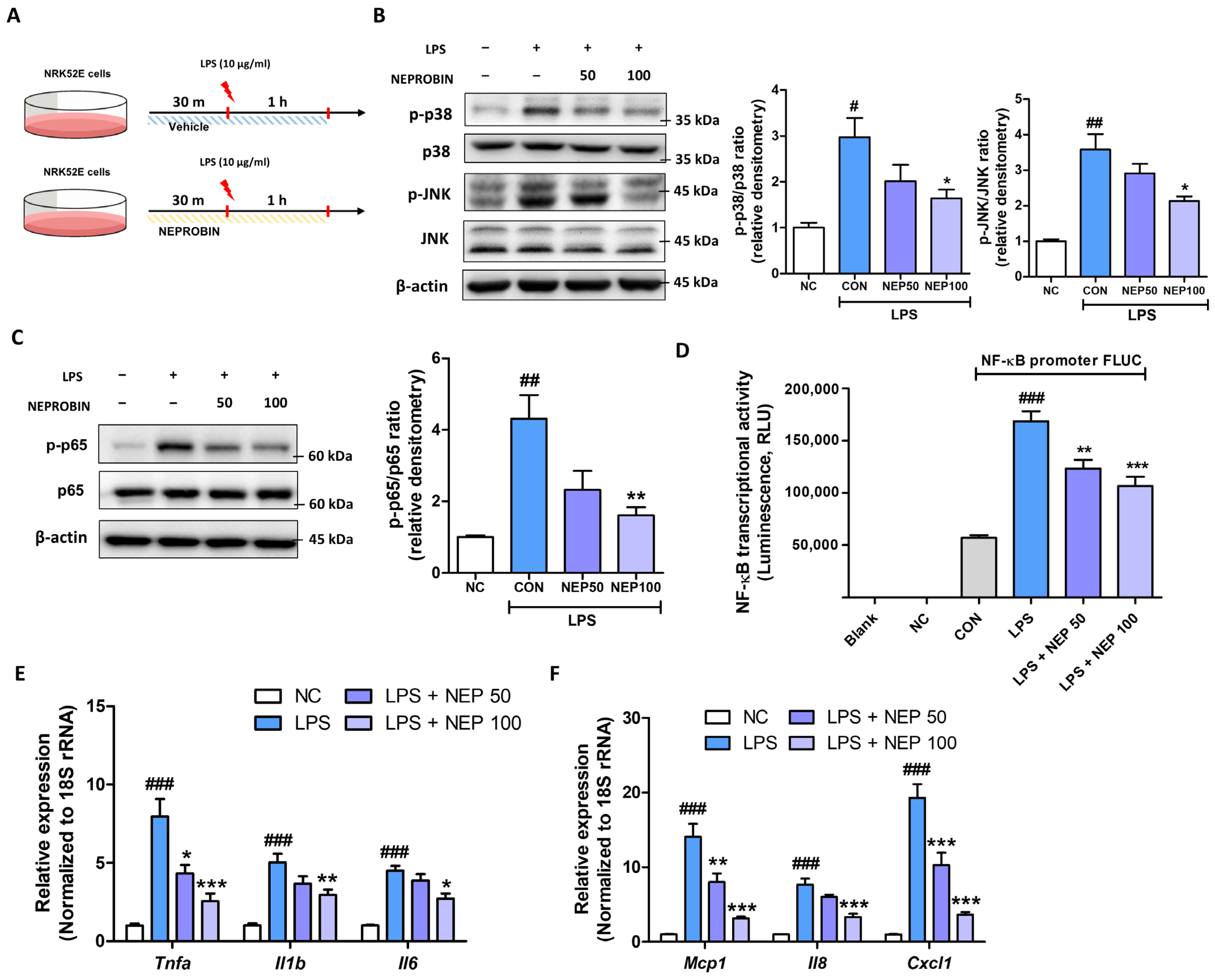 Antioxidants 14 00409 g003