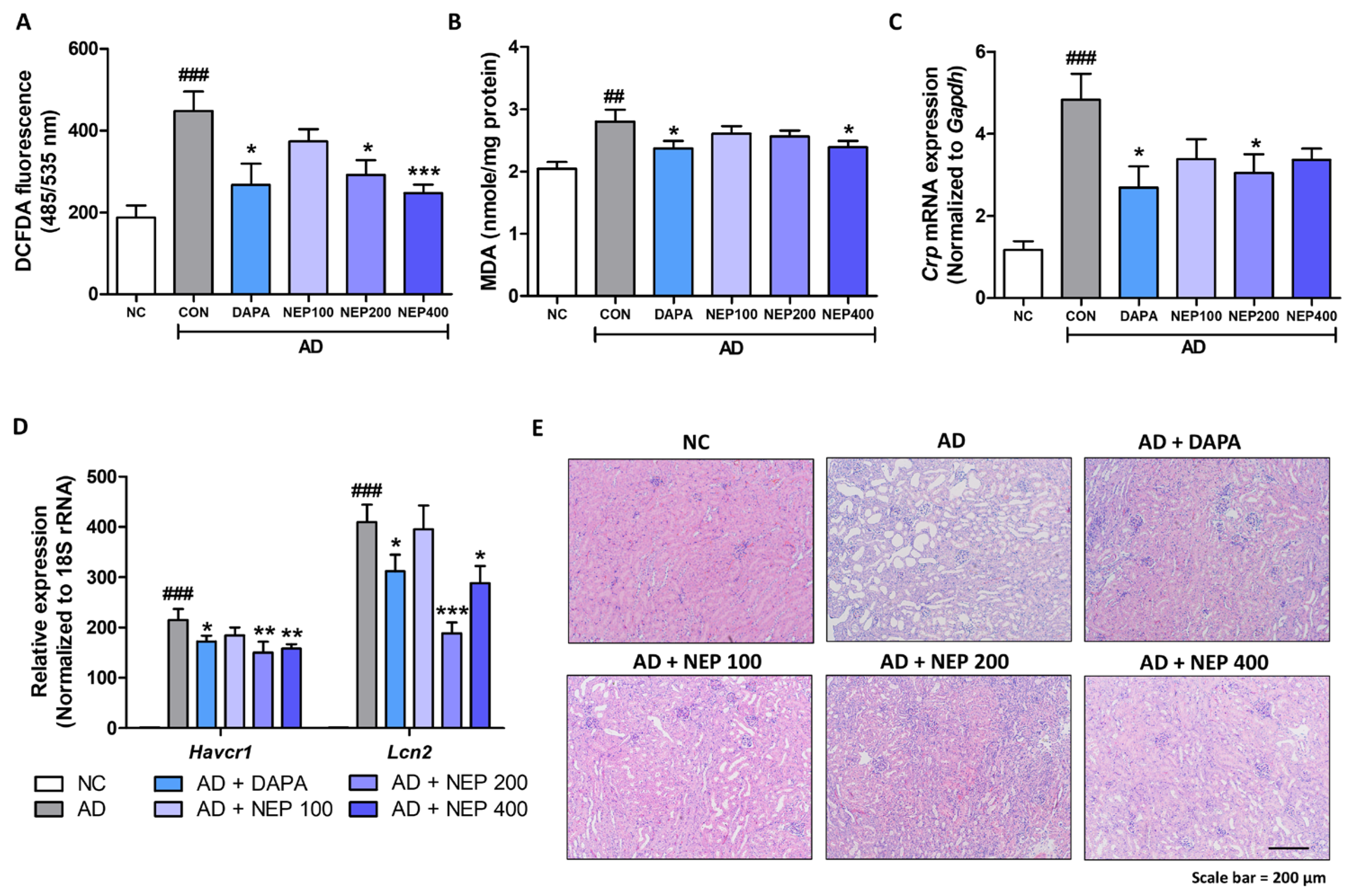 Antioxidants 14 00409 g005