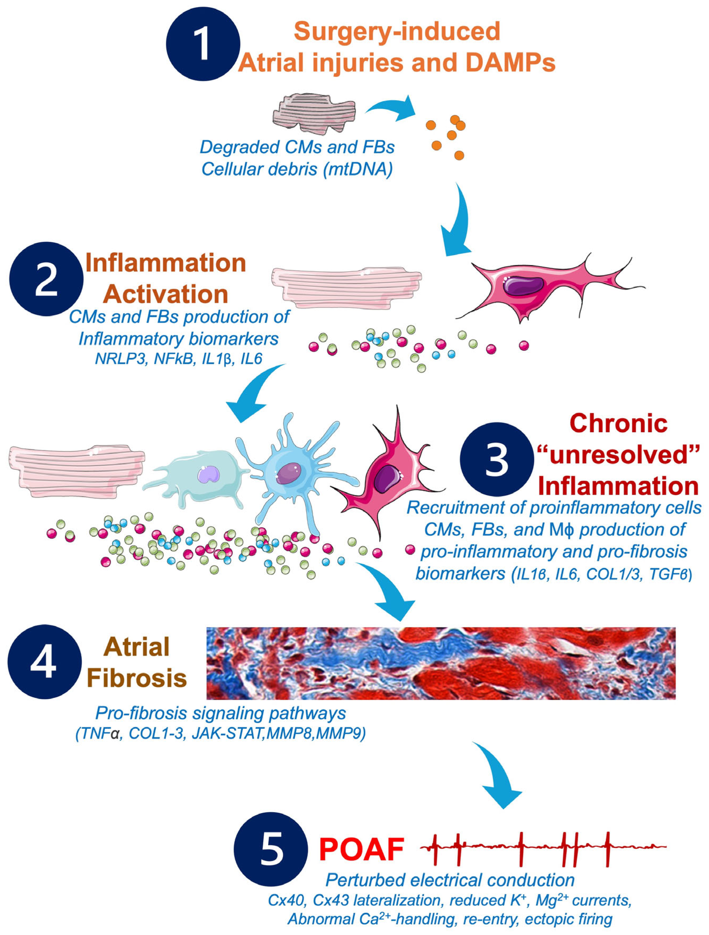 Antioxidants 14 00414 g004