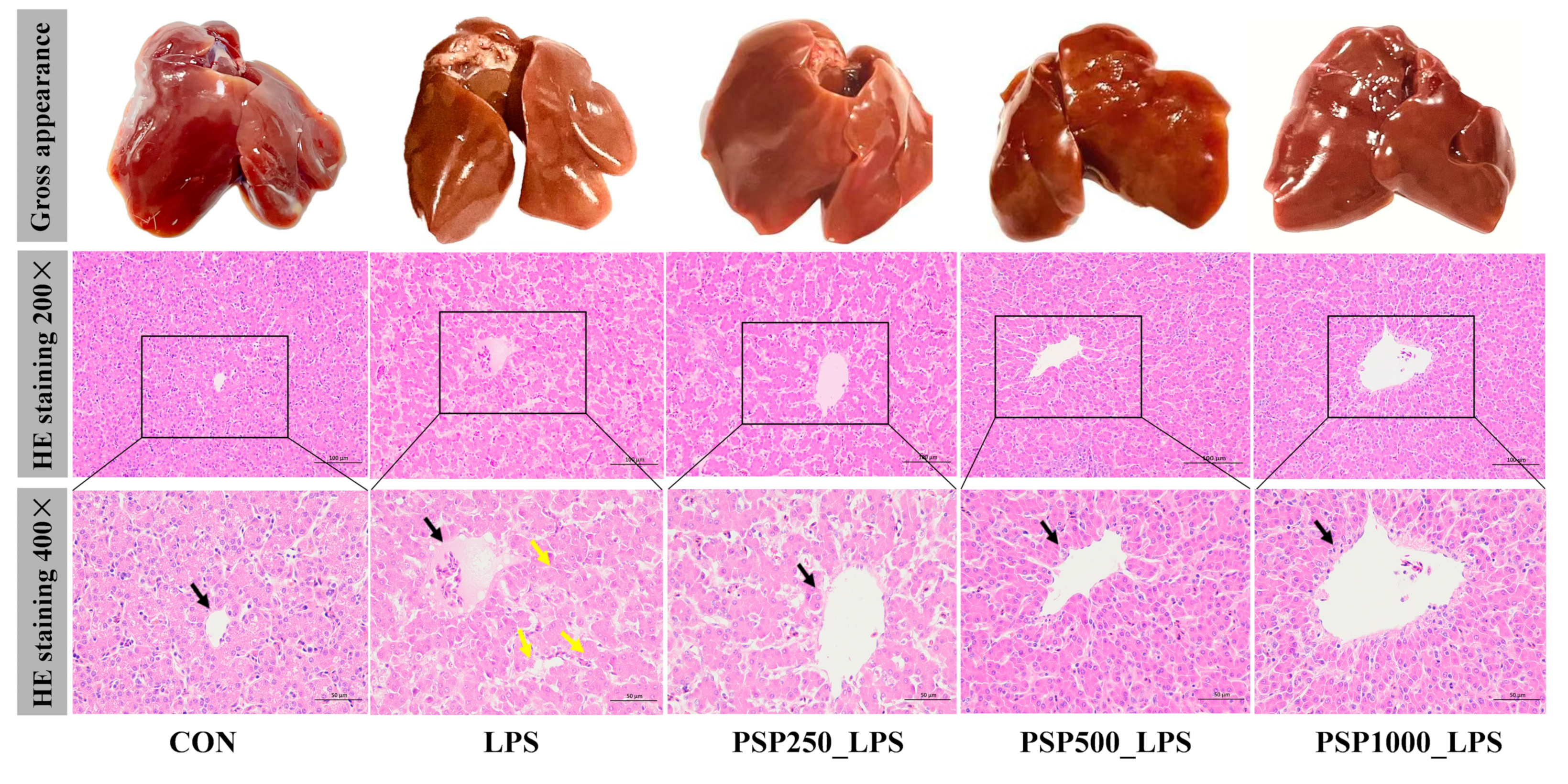 Antioxidants 14 00418 g002