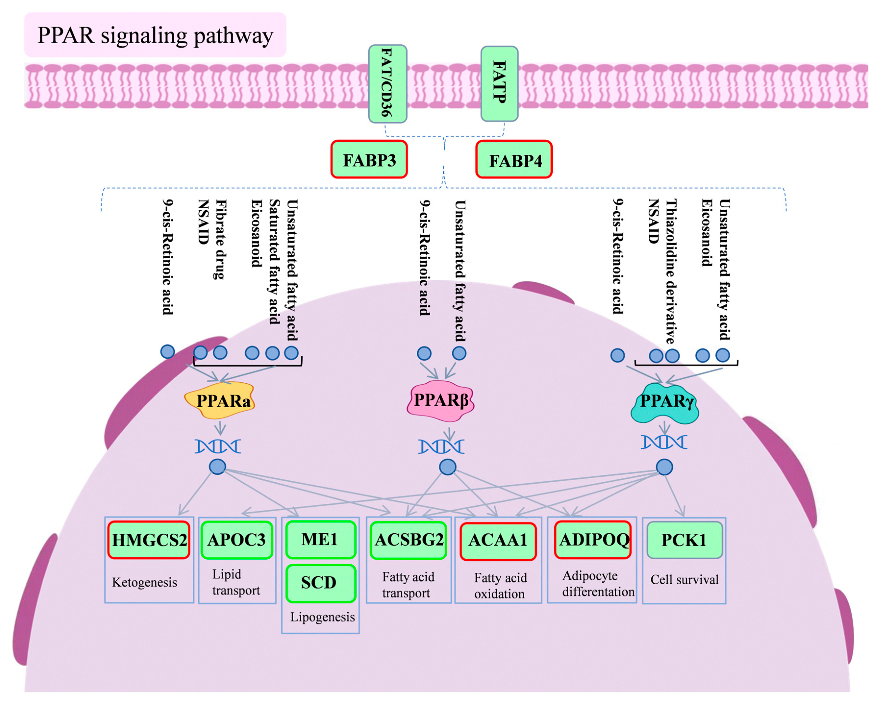 Antioxidants 14 00418 g008