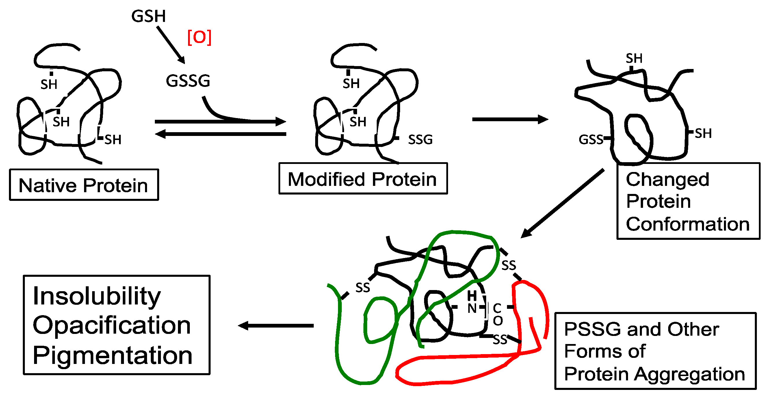 Antioxidants 14 00425 g003