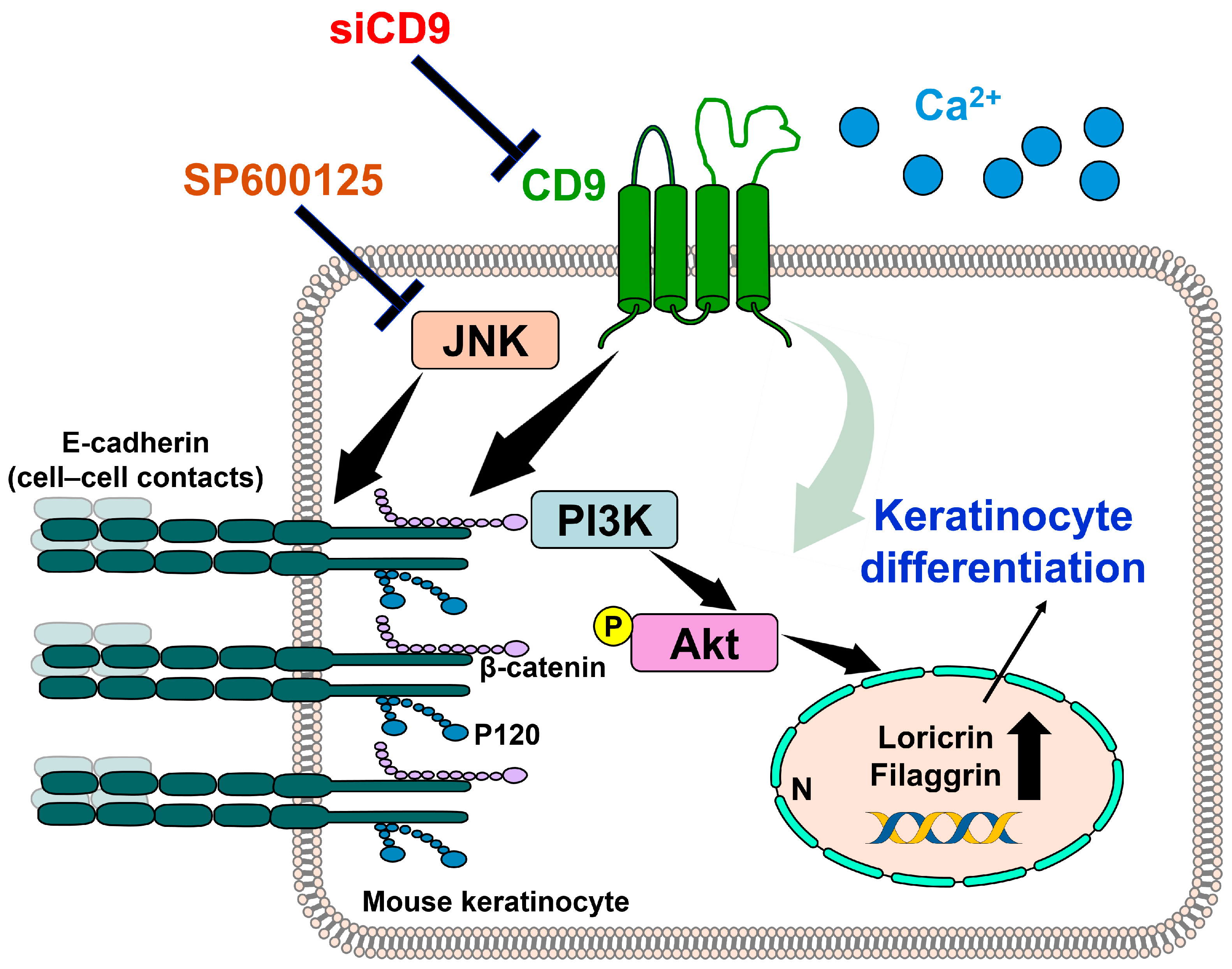 Antioxidants 14 00426 g004