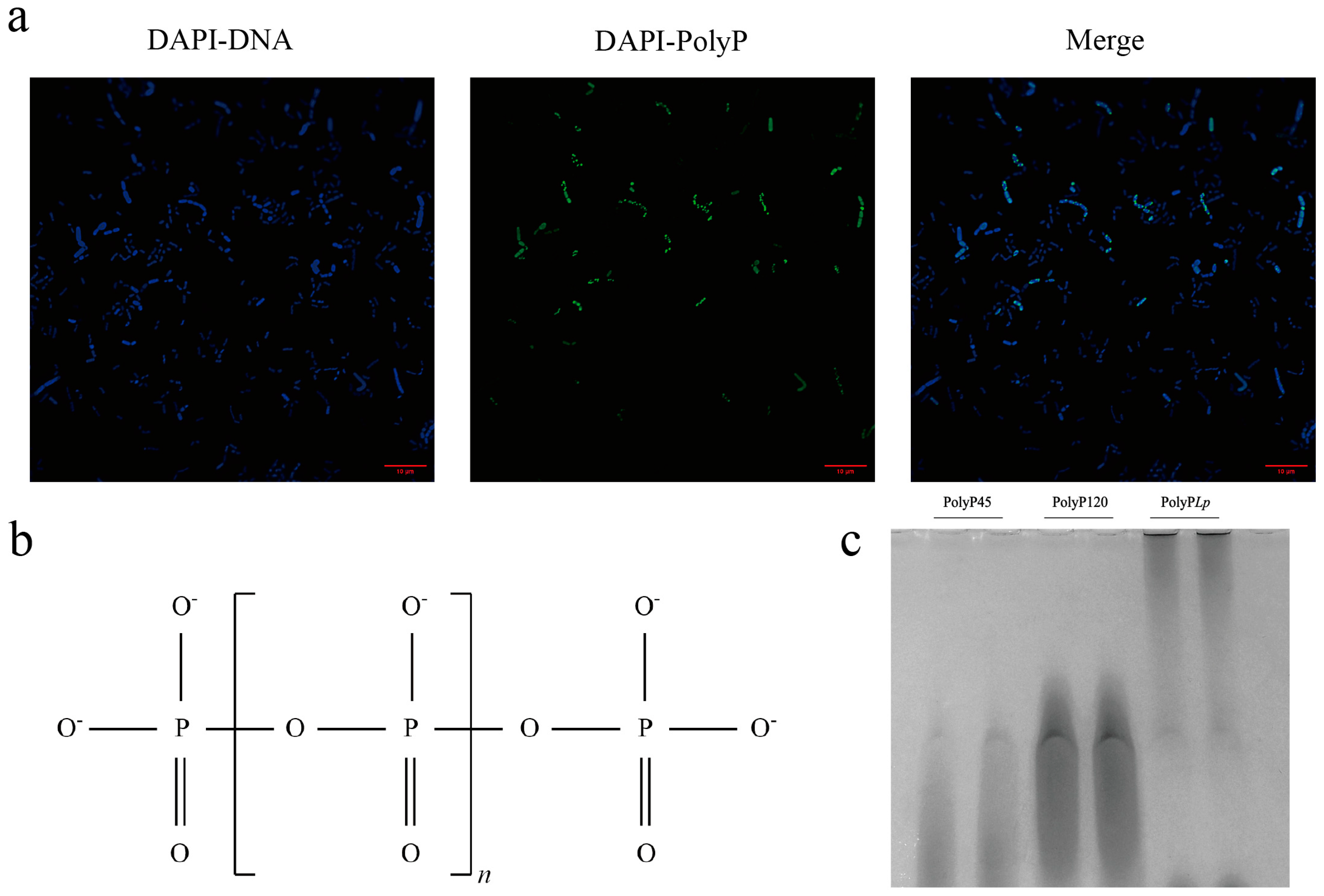 Antioxidants 14 00428 g001