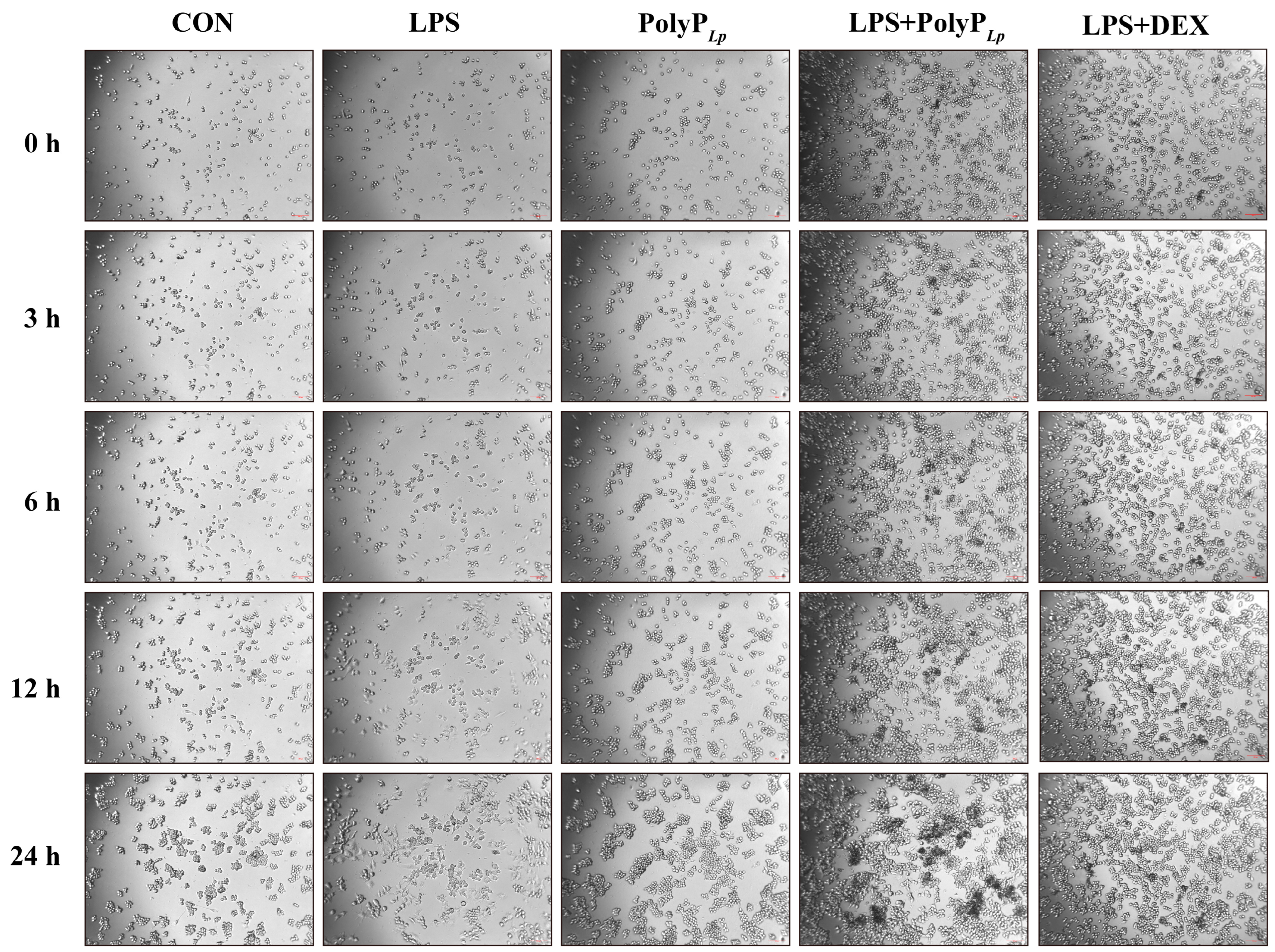 Antioxidants 14 00428 g003