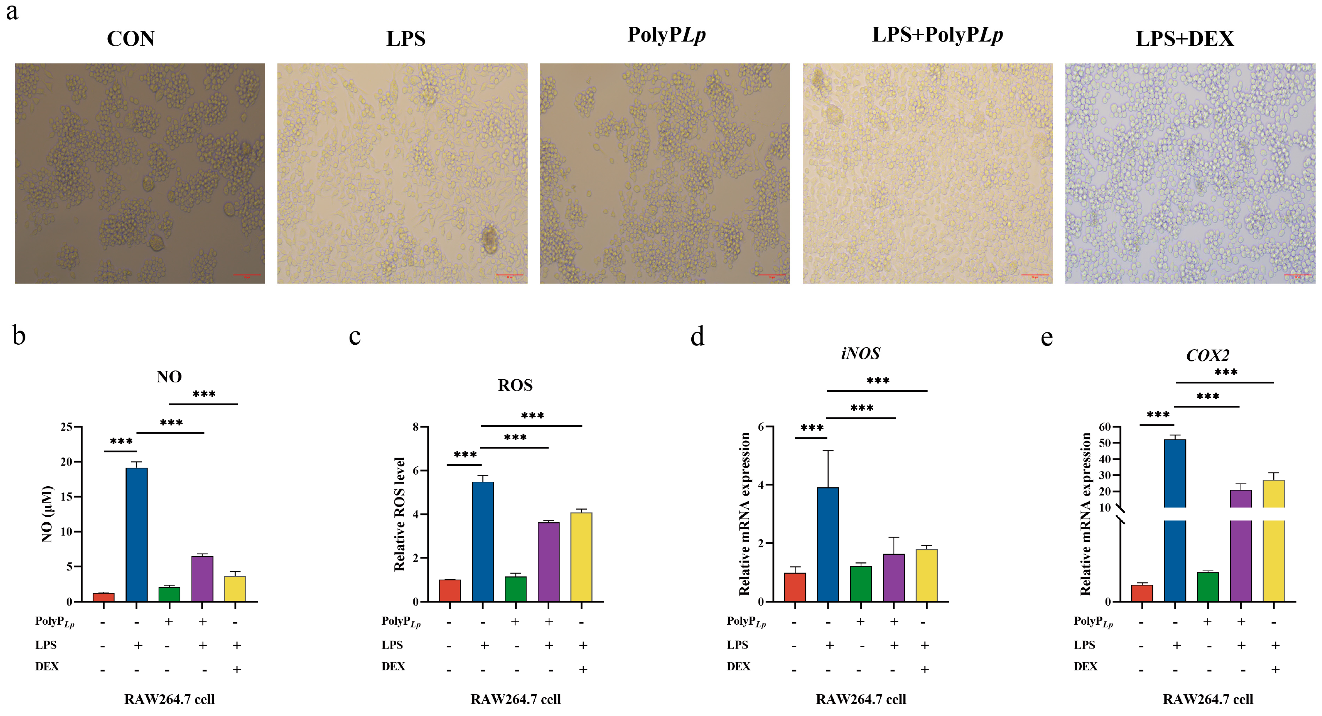 Antioxidants 14 00428 g004