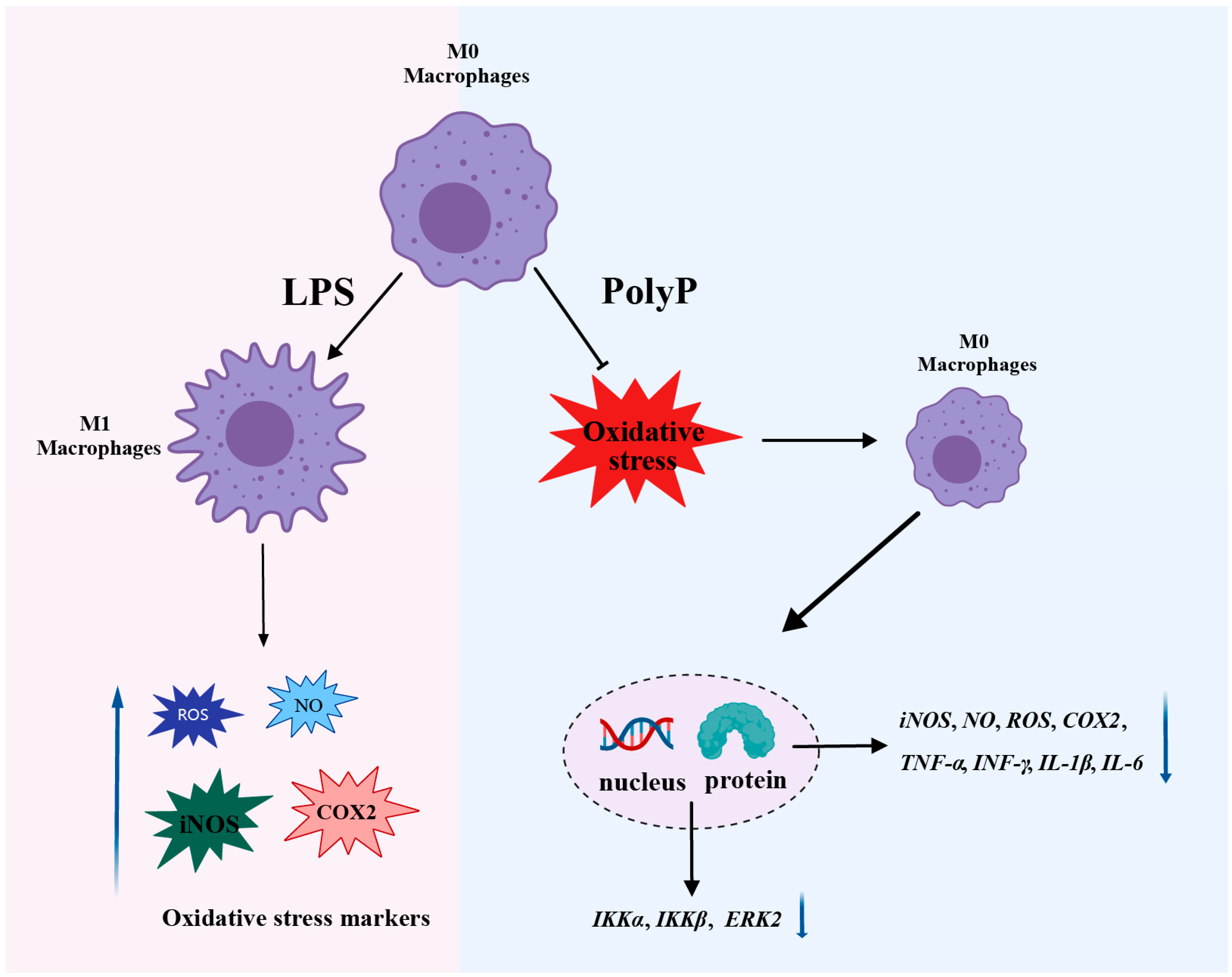Antioxidants 14 00428 g007