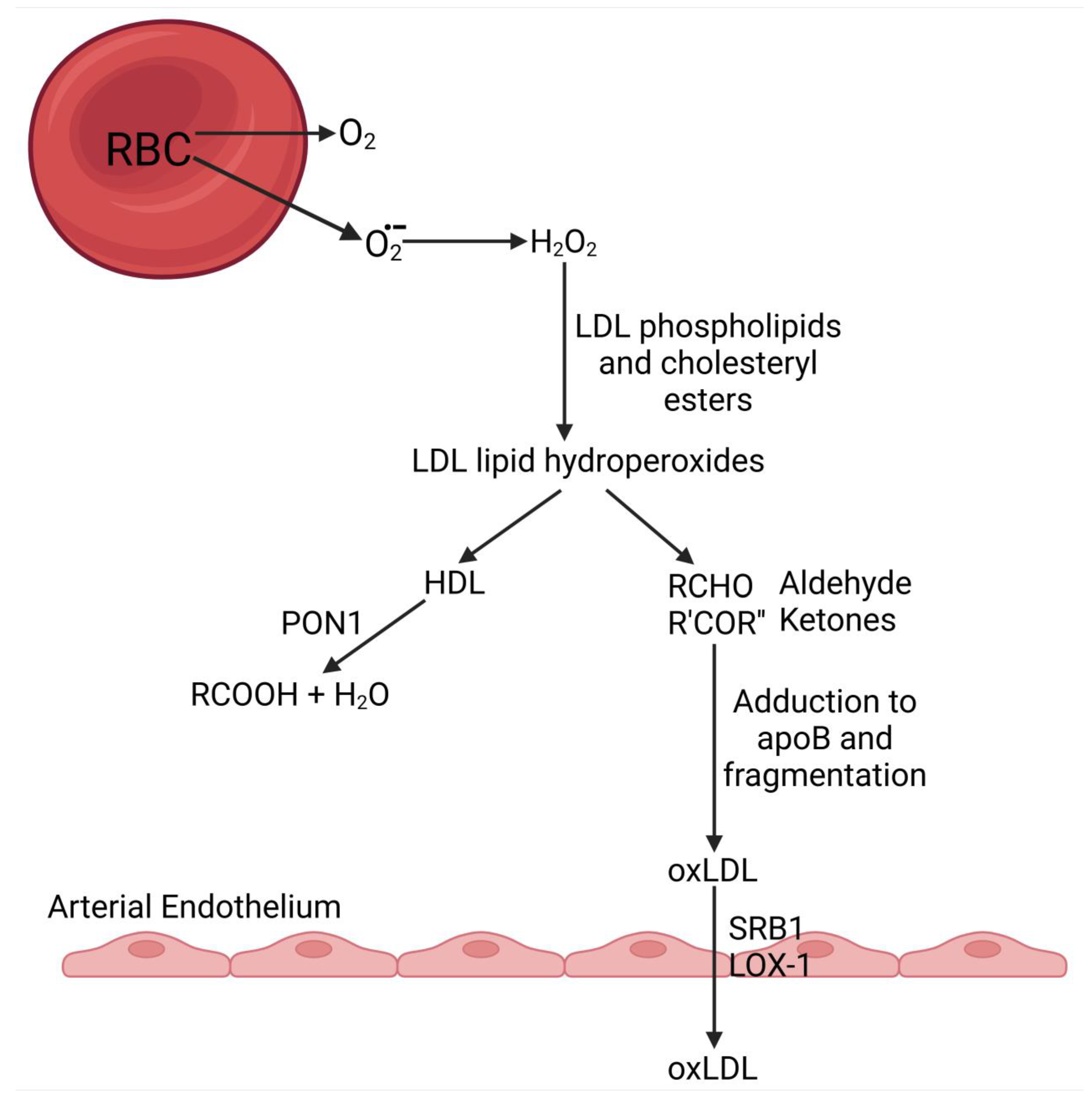 Antioxidants 14 00430 g004