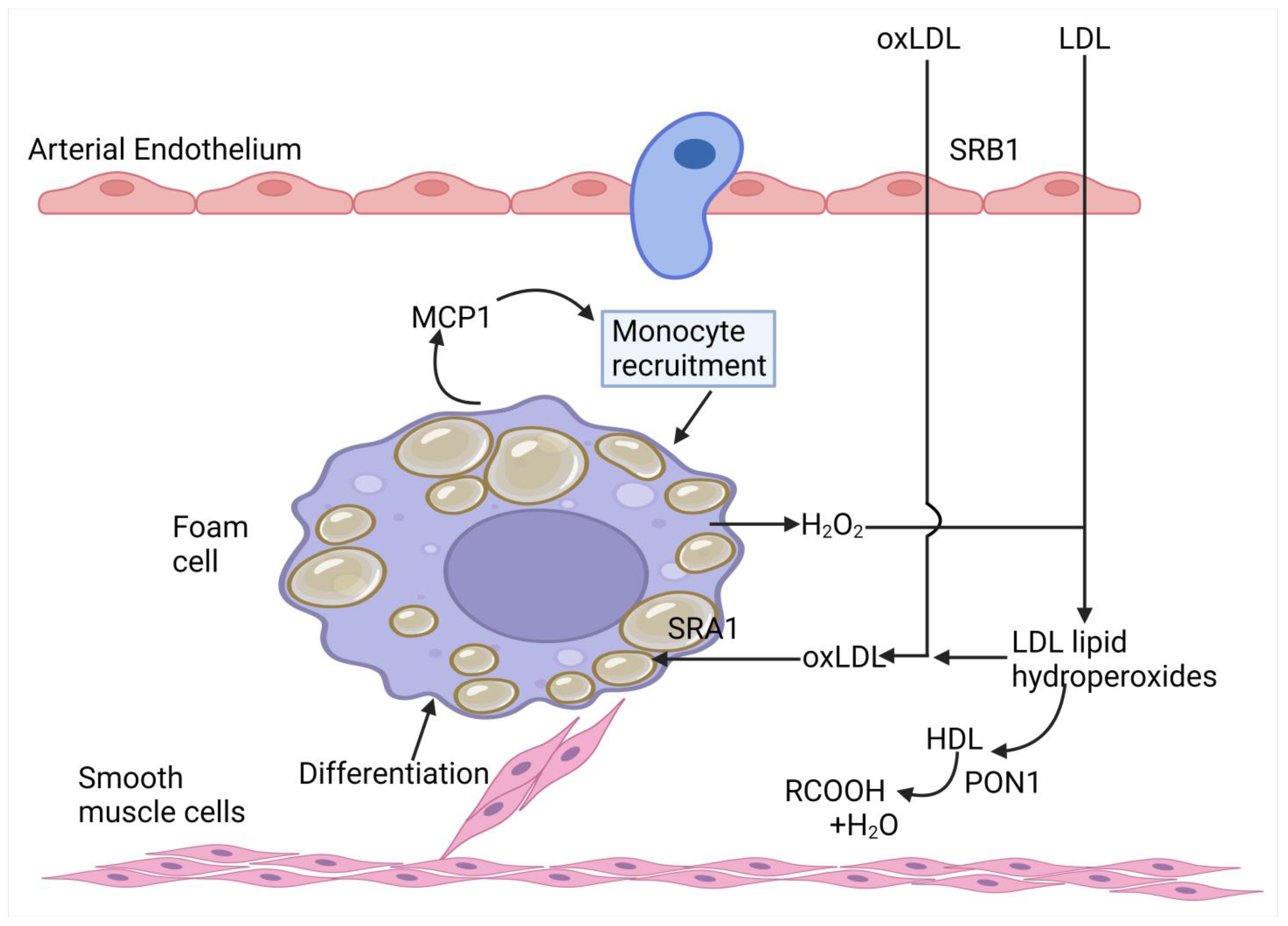 Antioxidants 14 00430 g005
