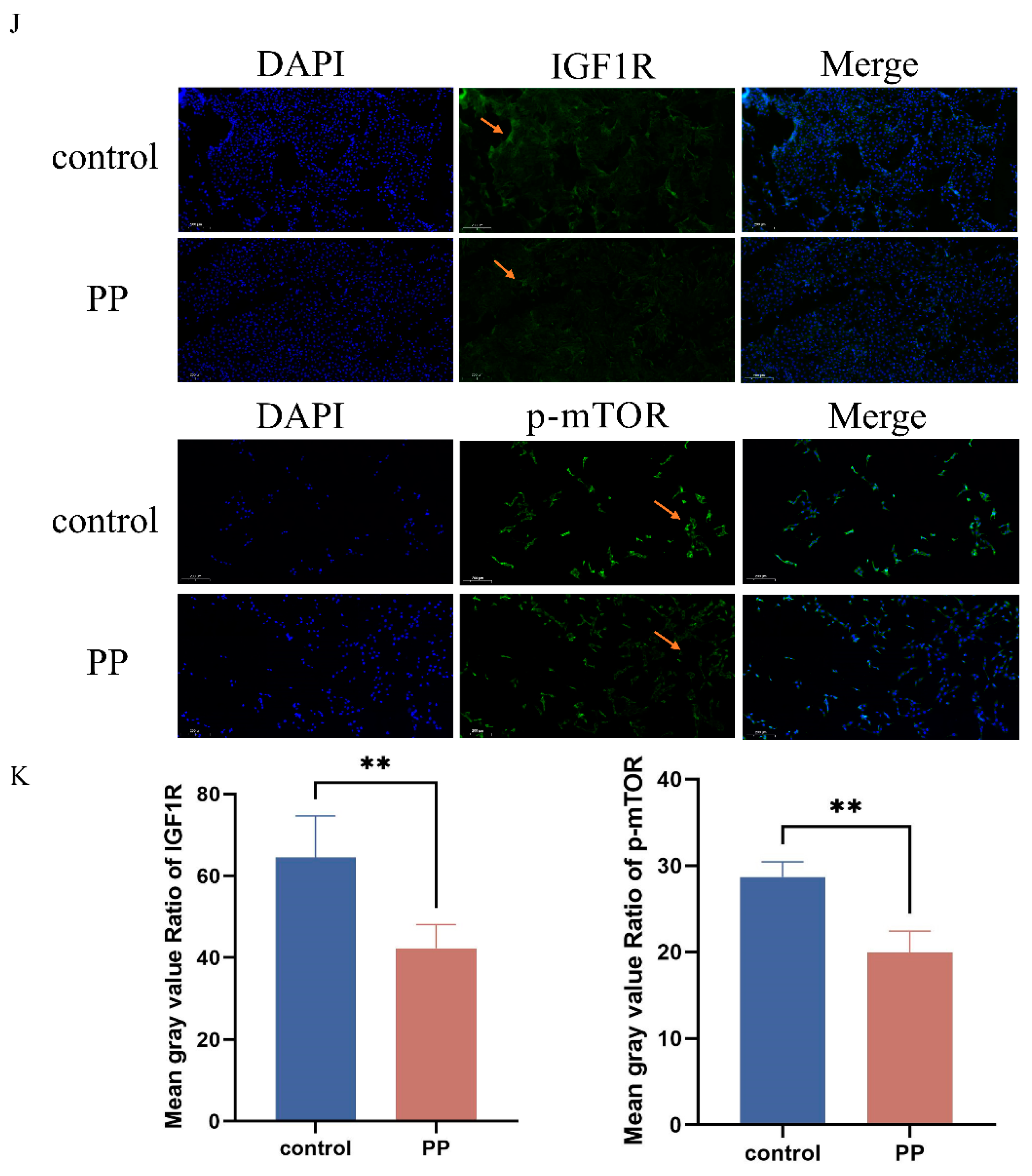 Antioxidants 14 00444 g003b