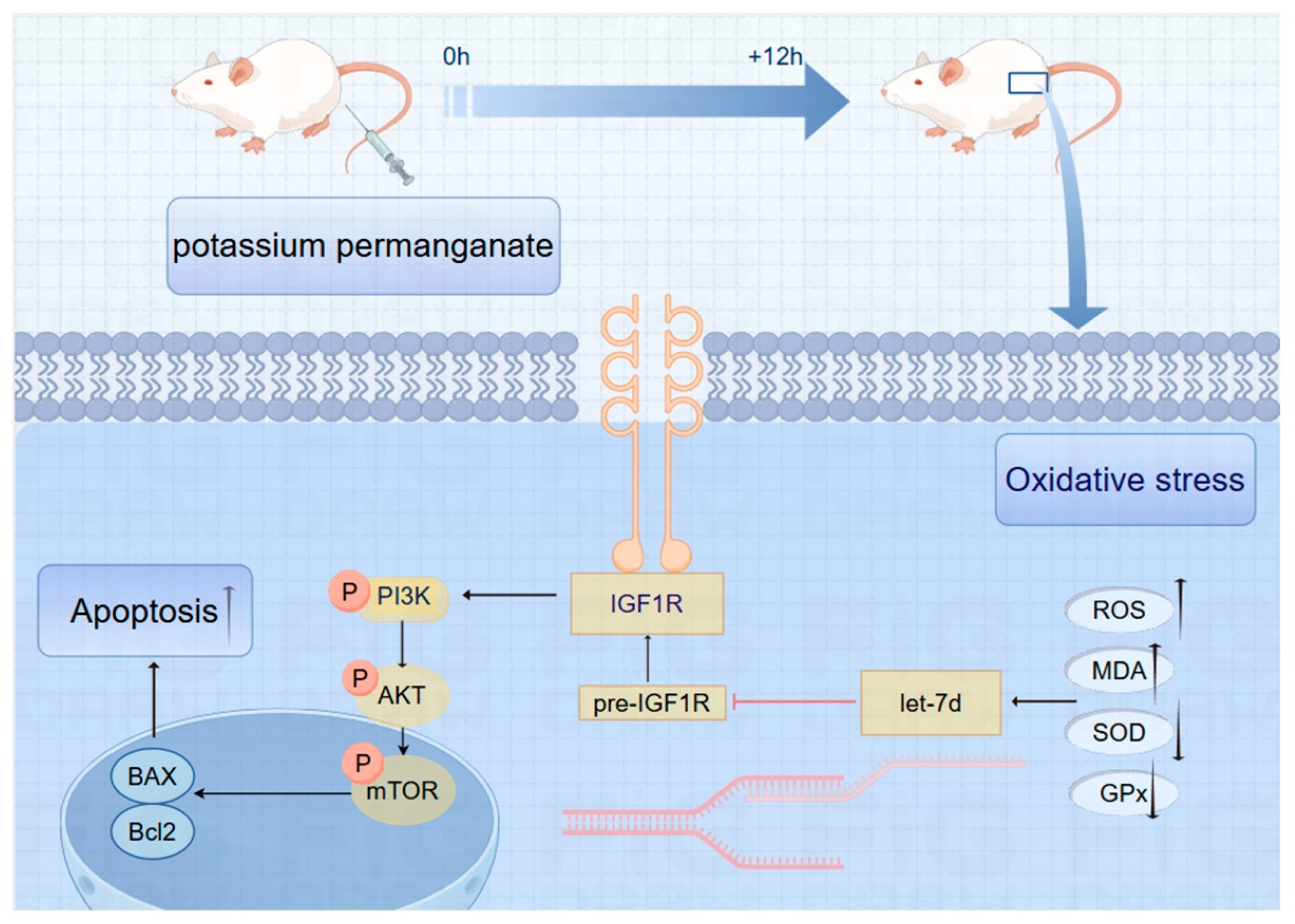 Antioxidants 14 00444 g009