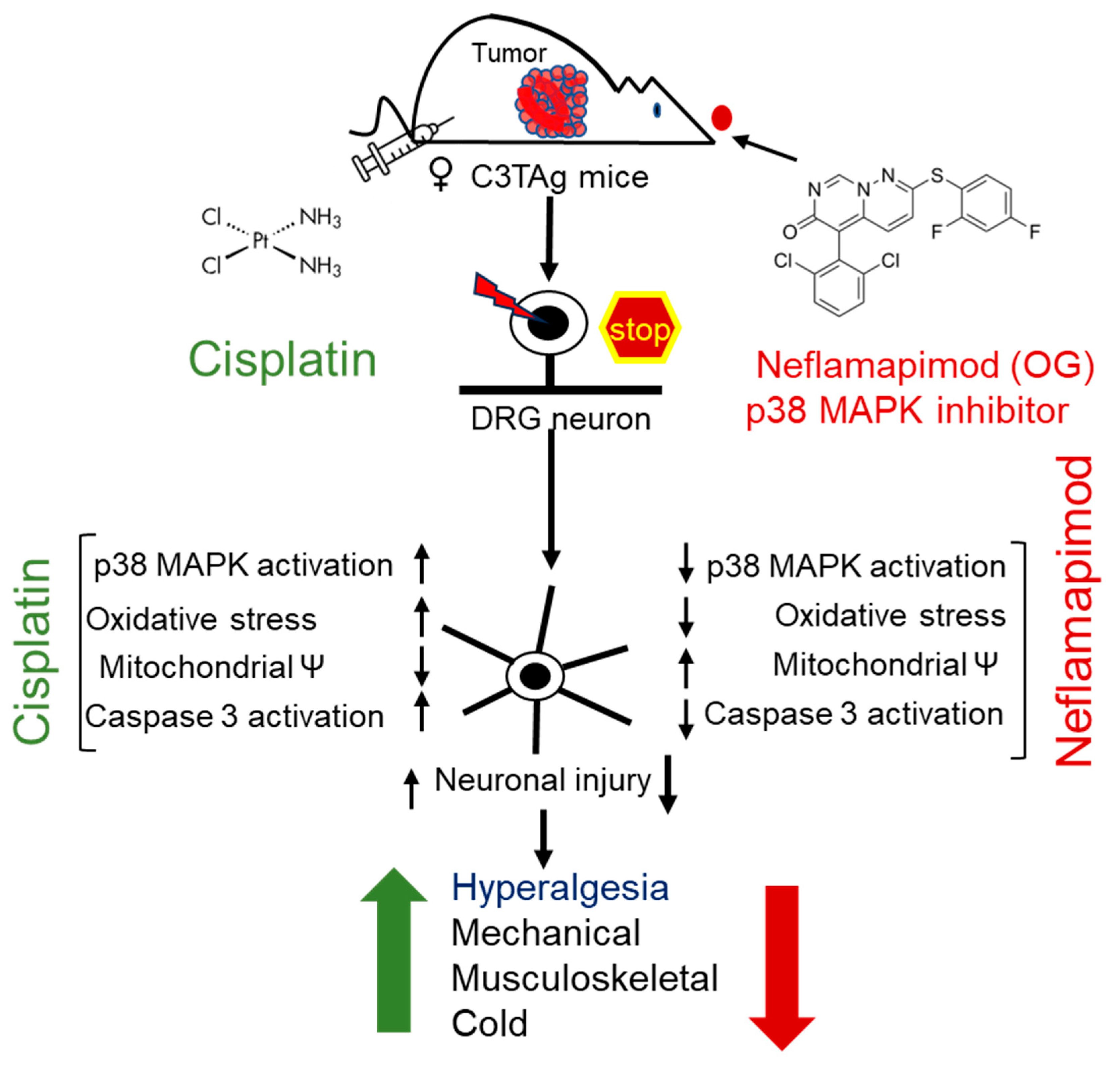 Antioxidants 14 00445 g006