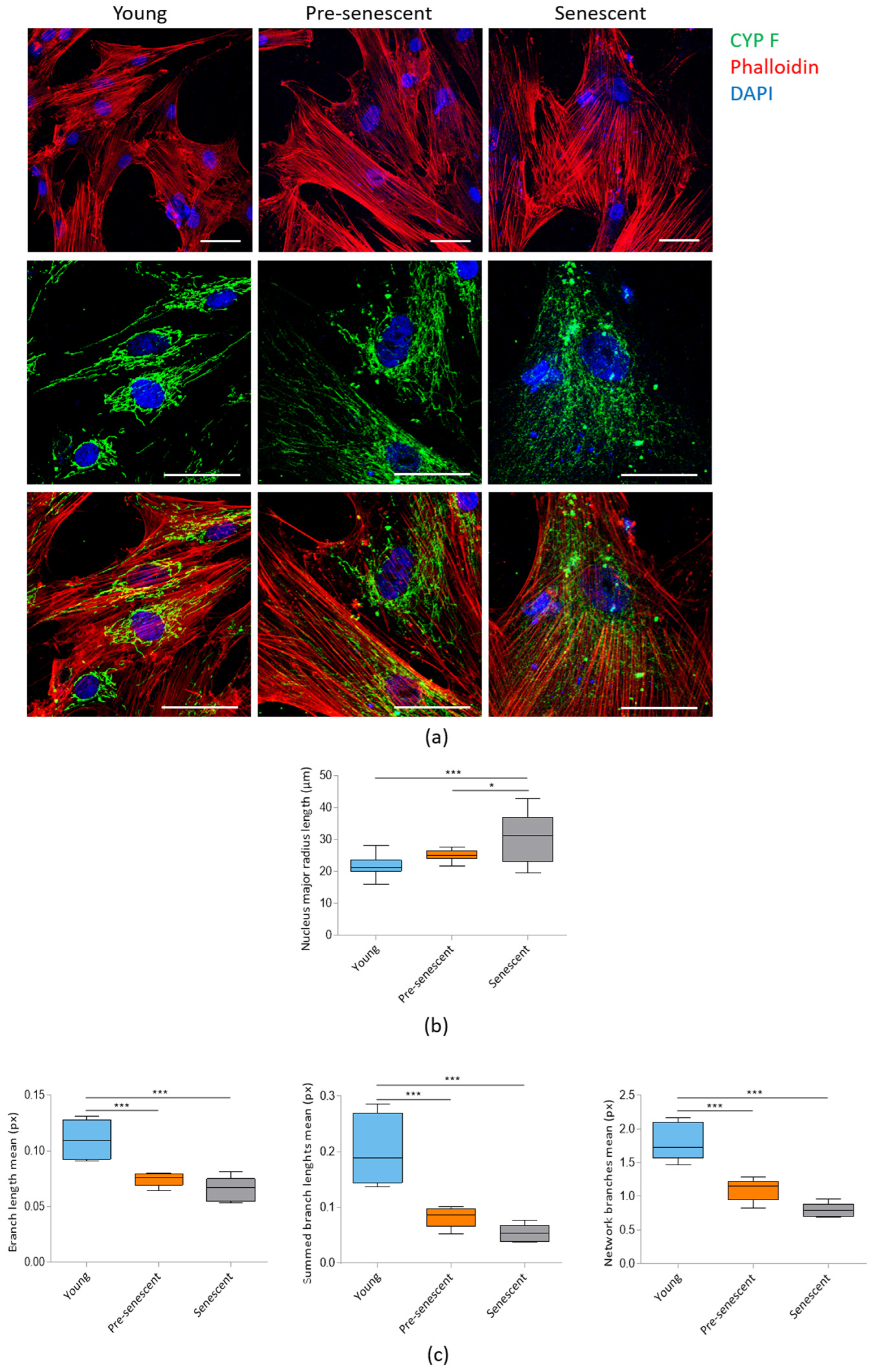 Antioxidants 14 00446 g002