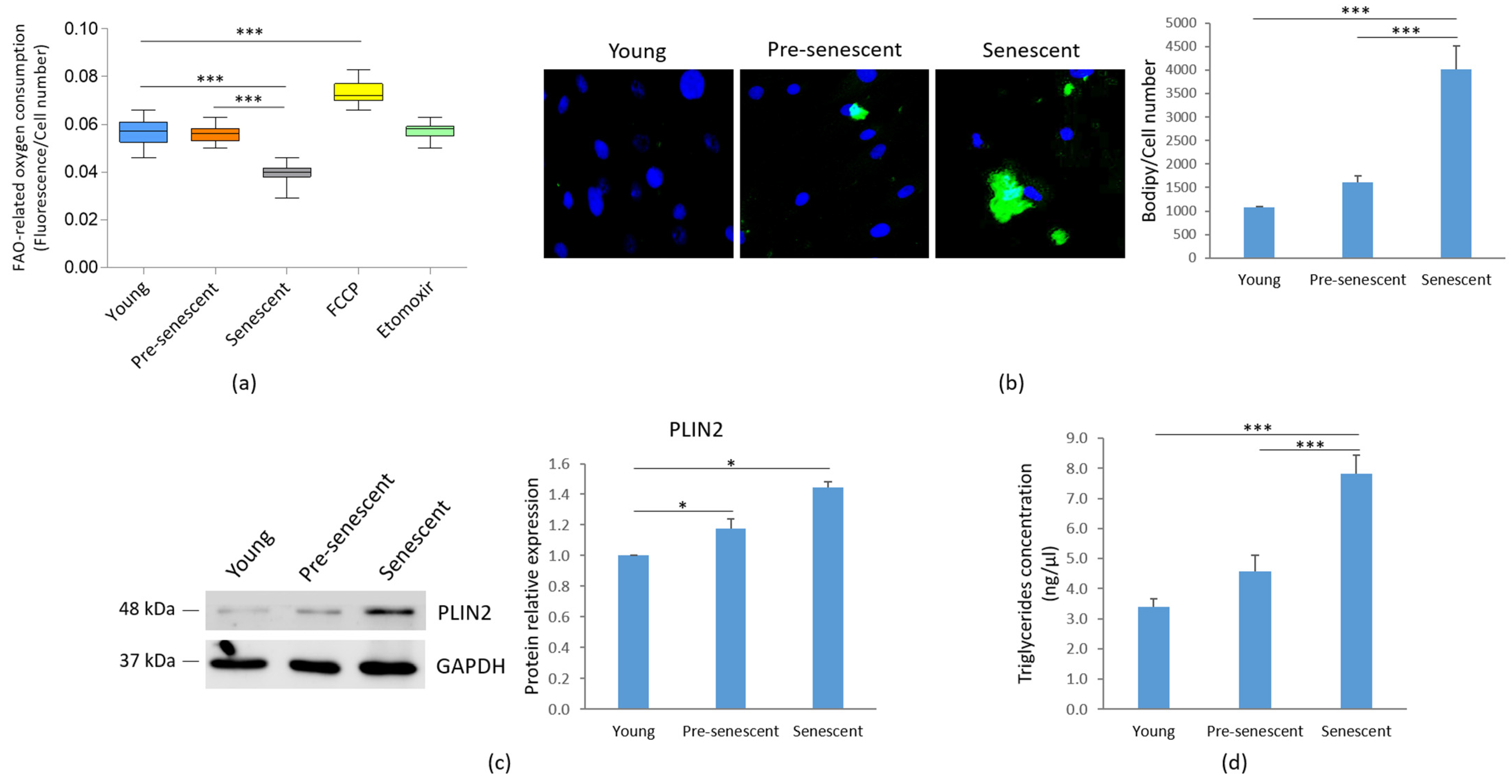 Antioxidants 14 00446 g005