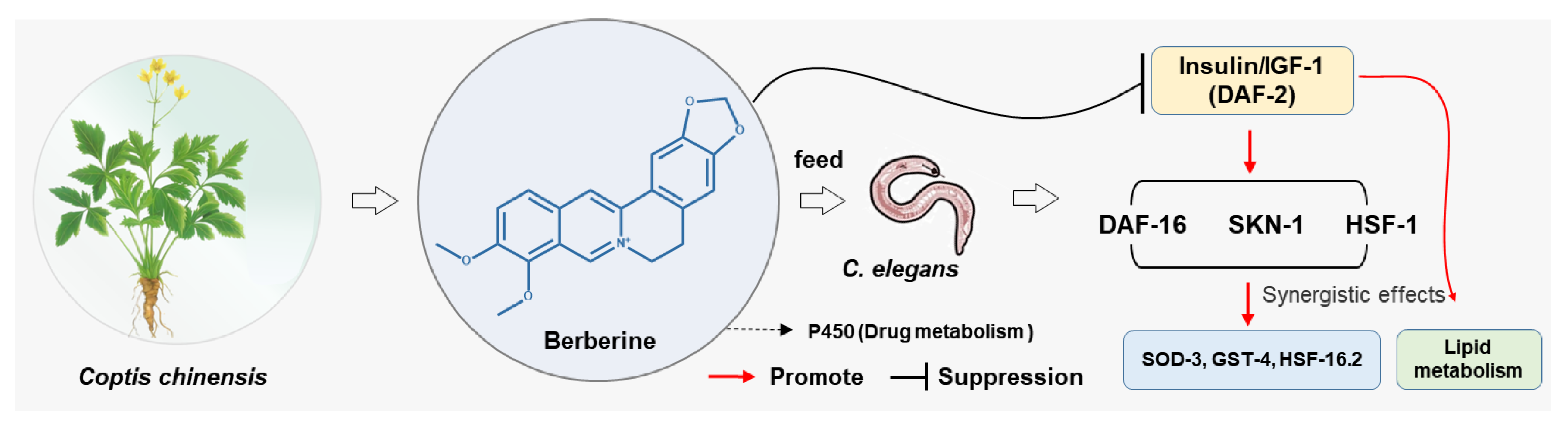 Antioxidants 14 00450 g001
