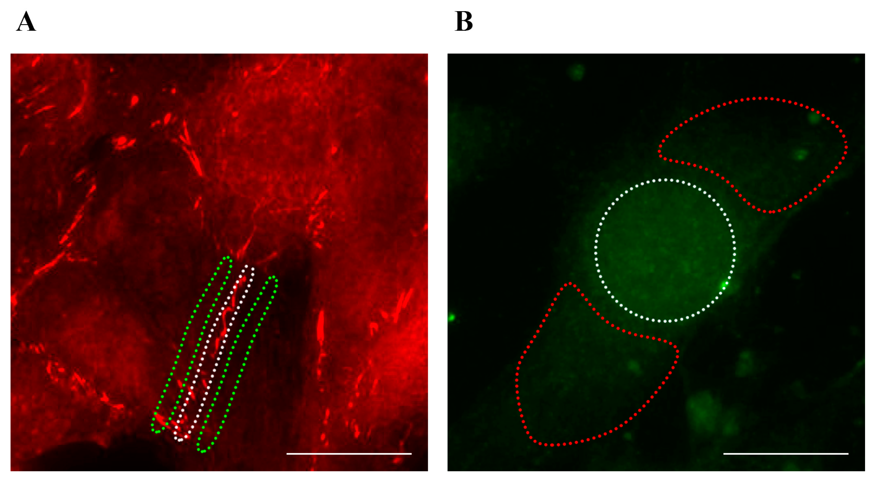Antioxidants 14 00451 g001