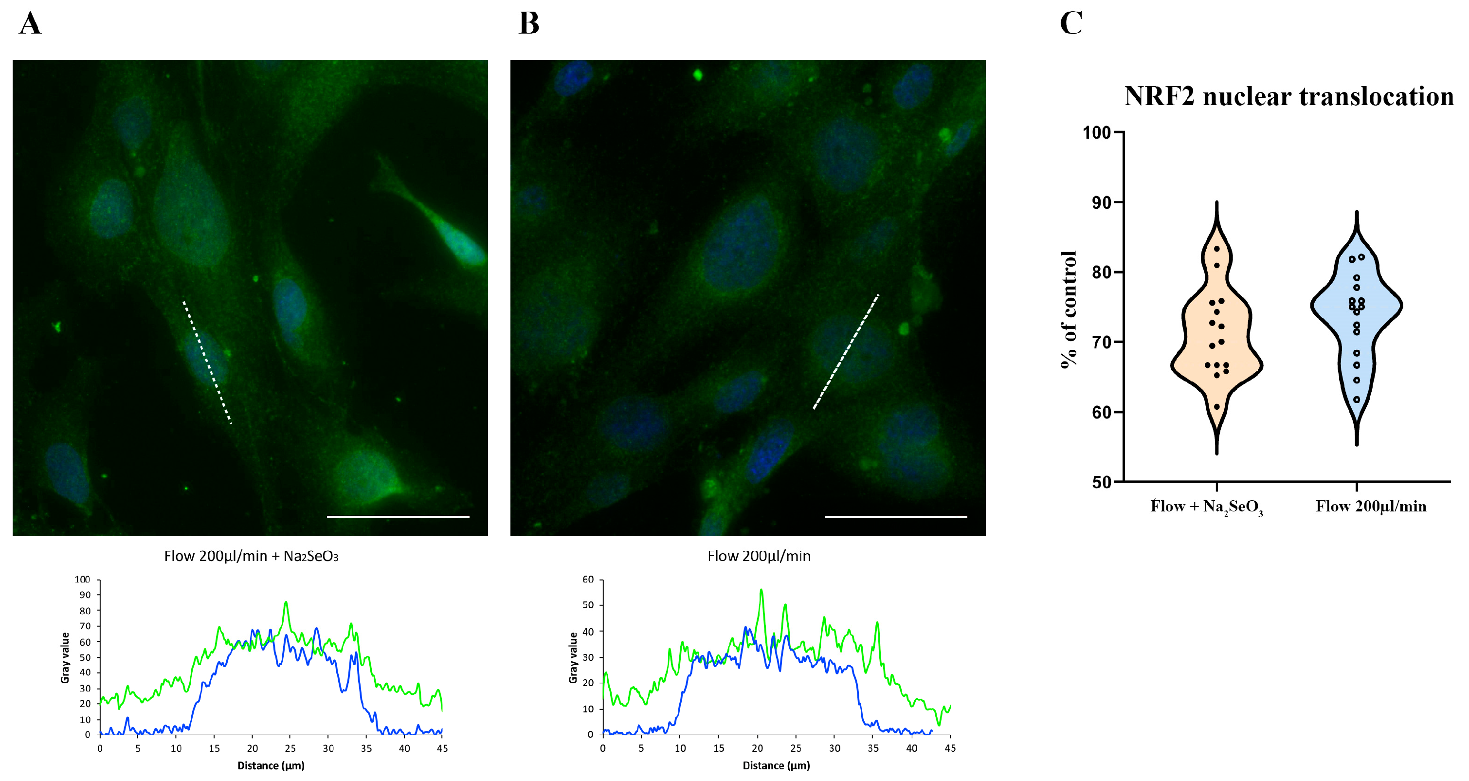Antioxidants 14 00451 g007