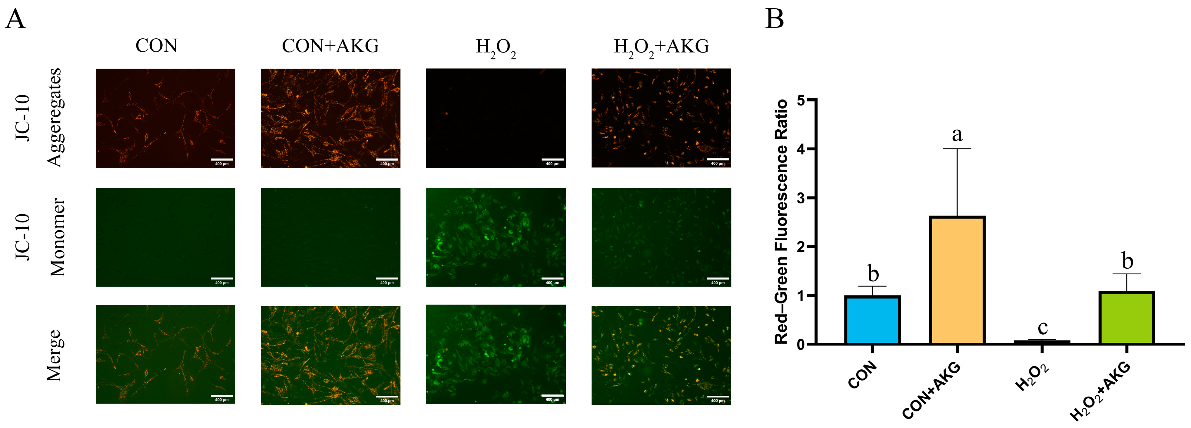 Antioxidants 14 00455 g003