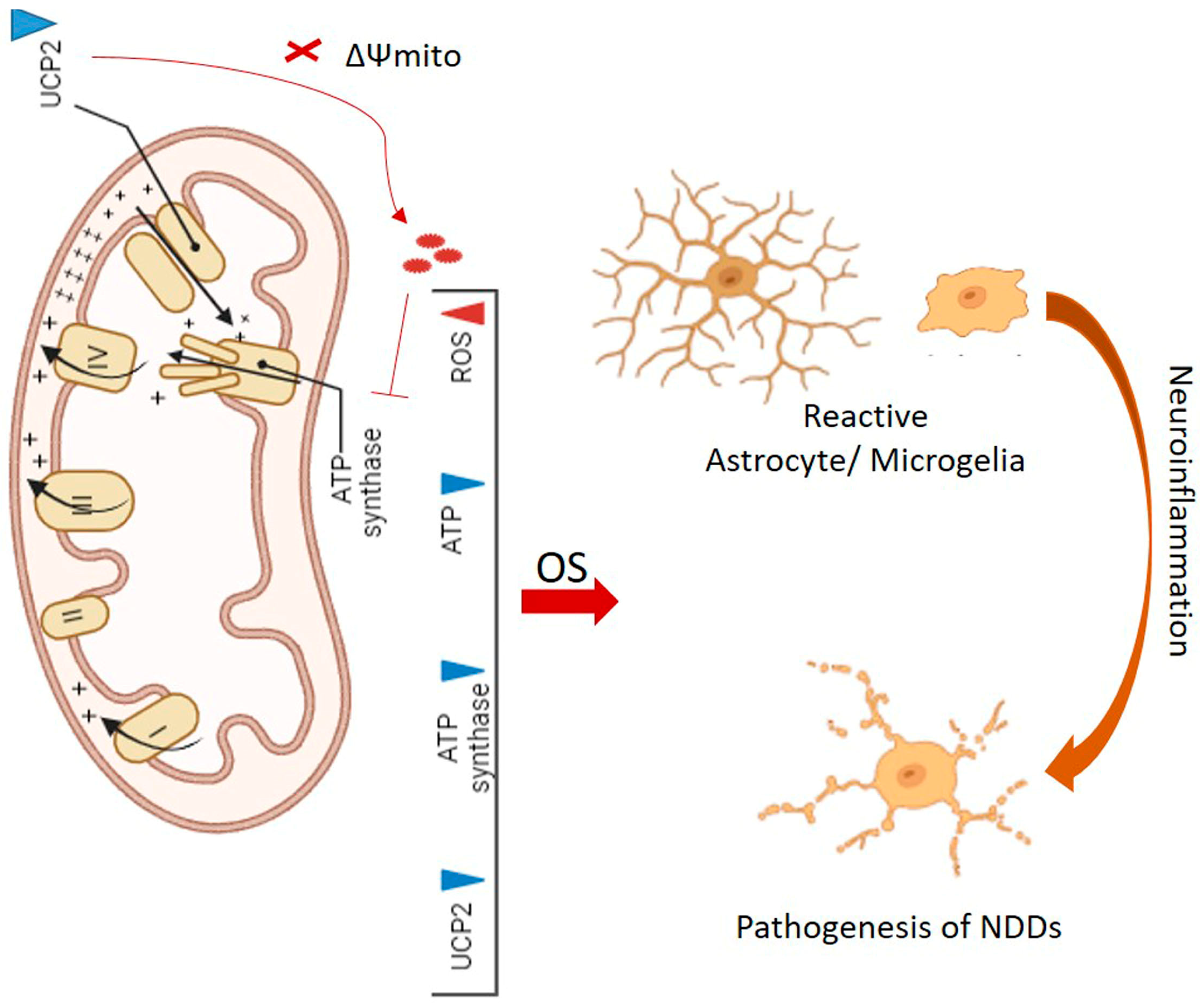 Antioxidants 14 00457 g002