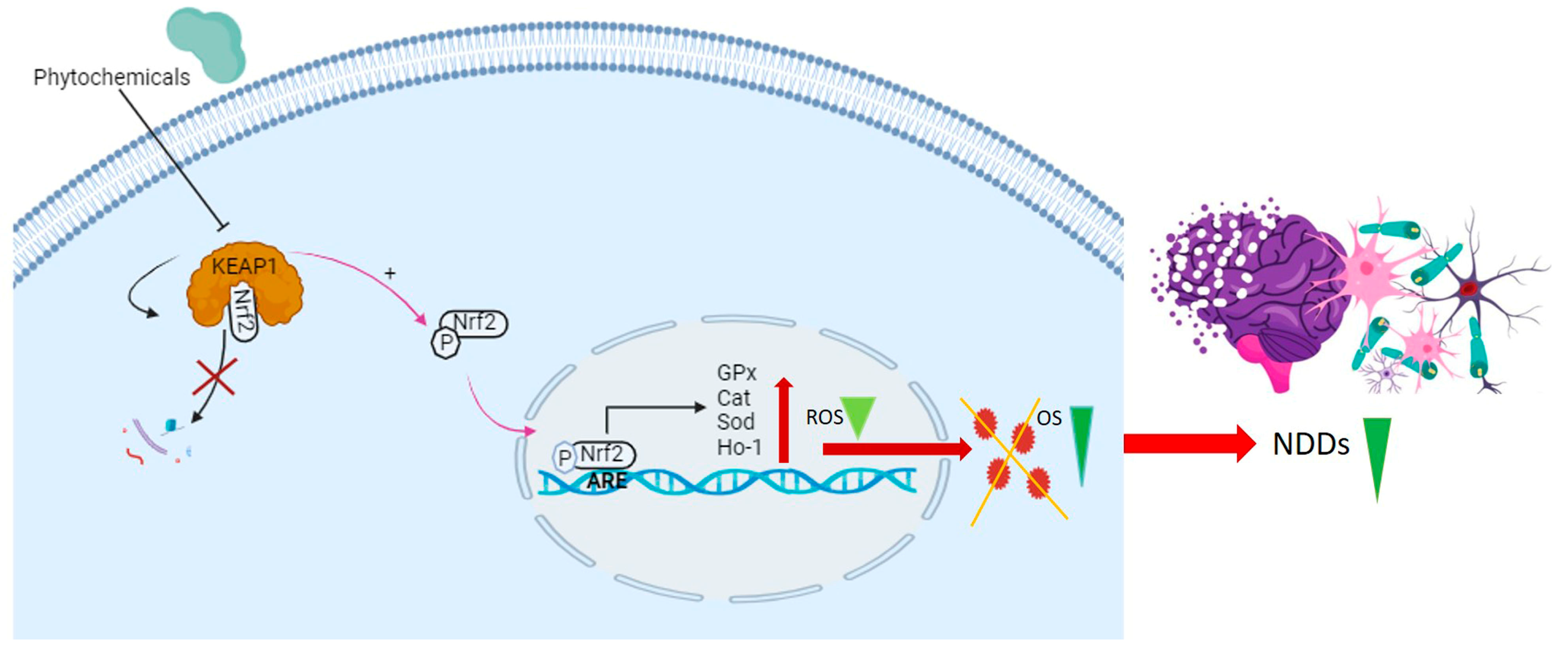 Antioxidants 14 00457 g003