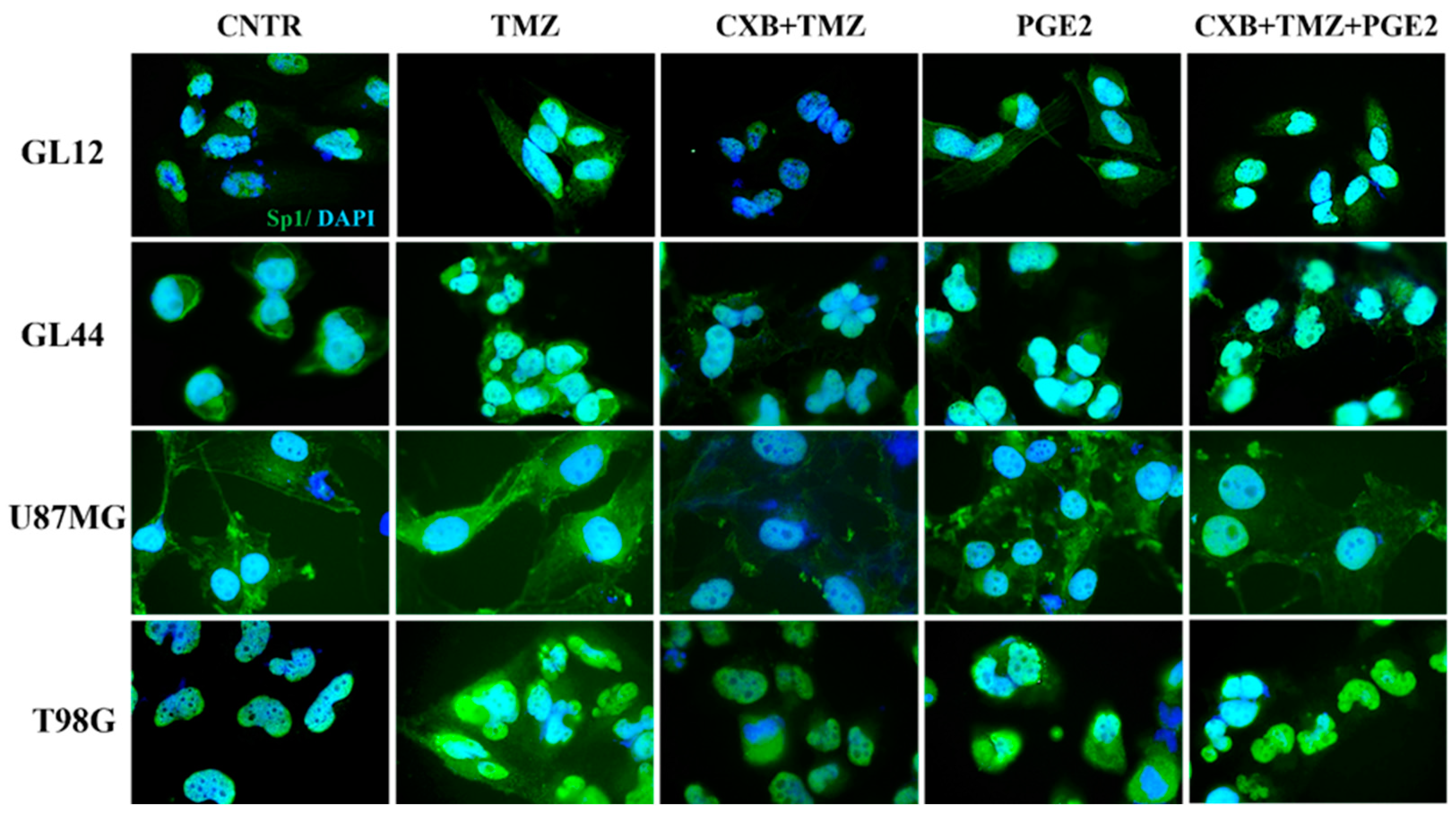 Antioxidants 14 00459 g006 Antioxidants 14 00459 g006