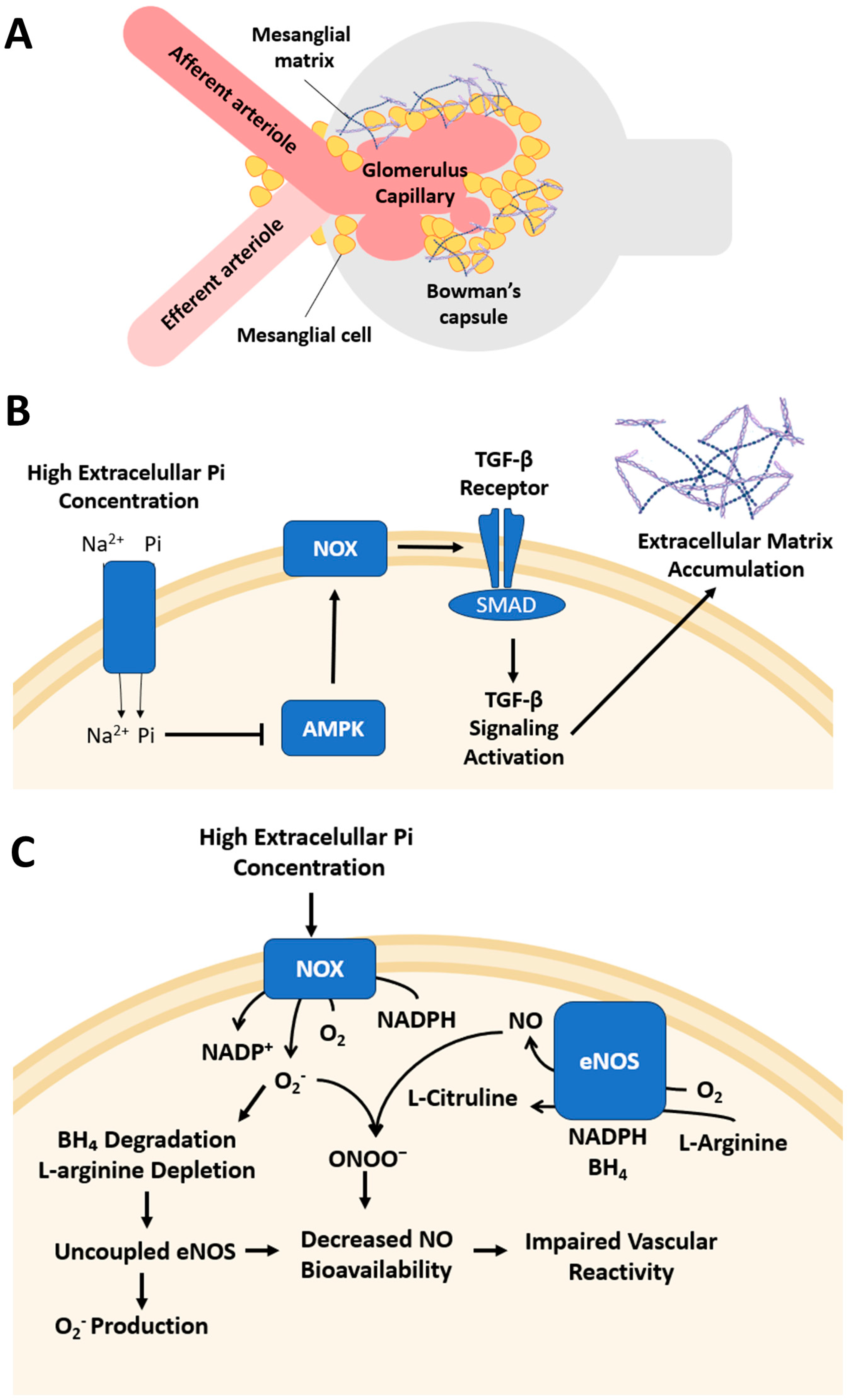 Antioxidants 14 00461 g001
