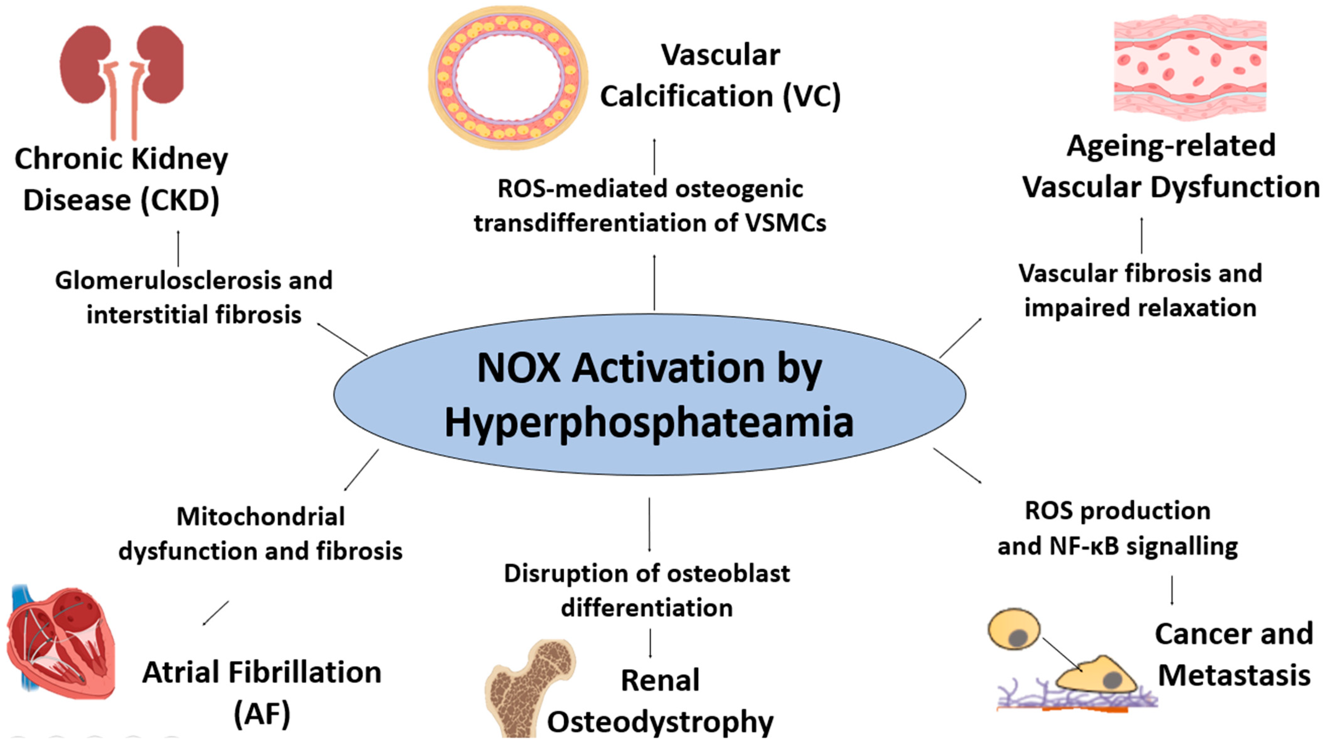 Antioxidants 14 00461 g003