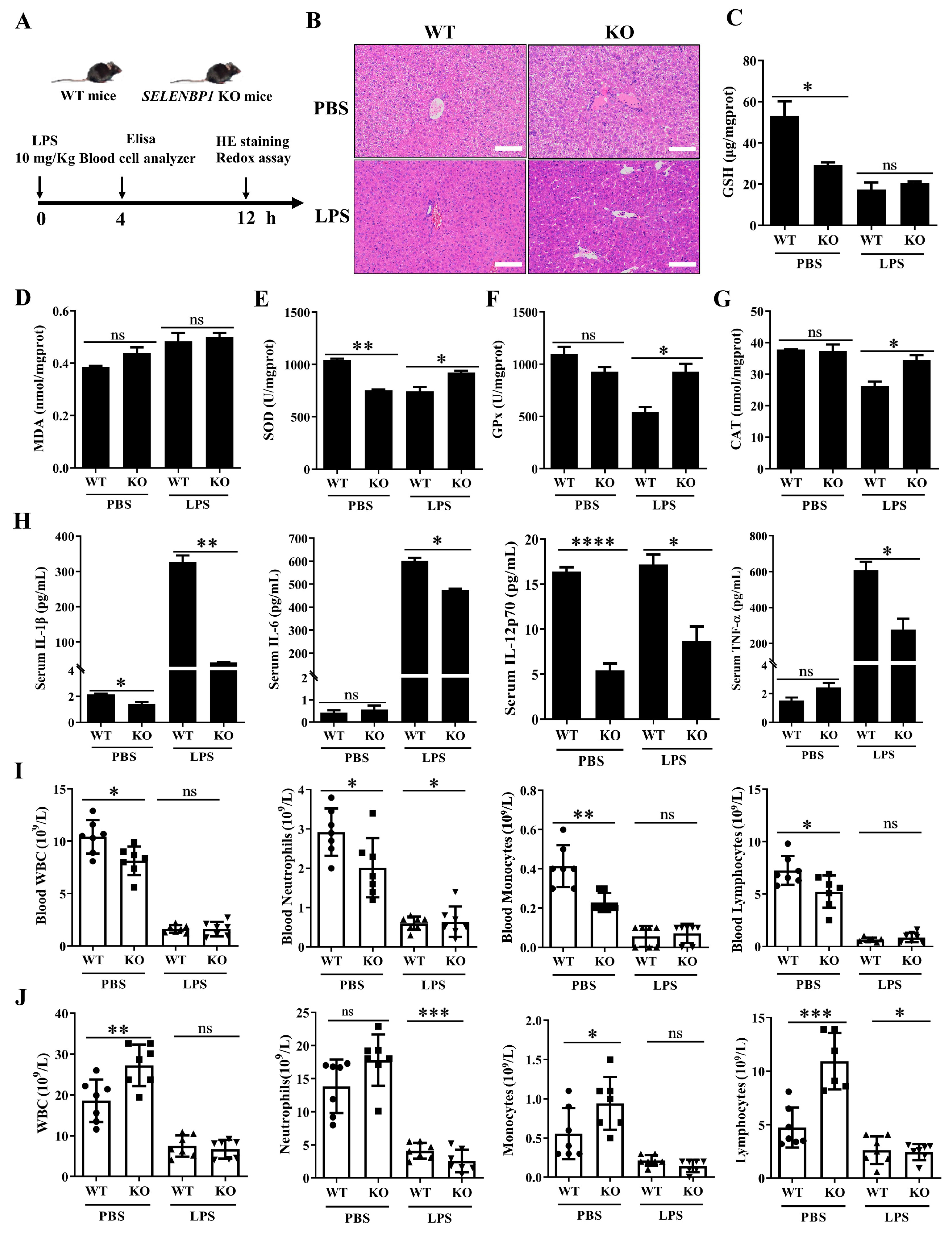 Antioxidants 14 00468 g003