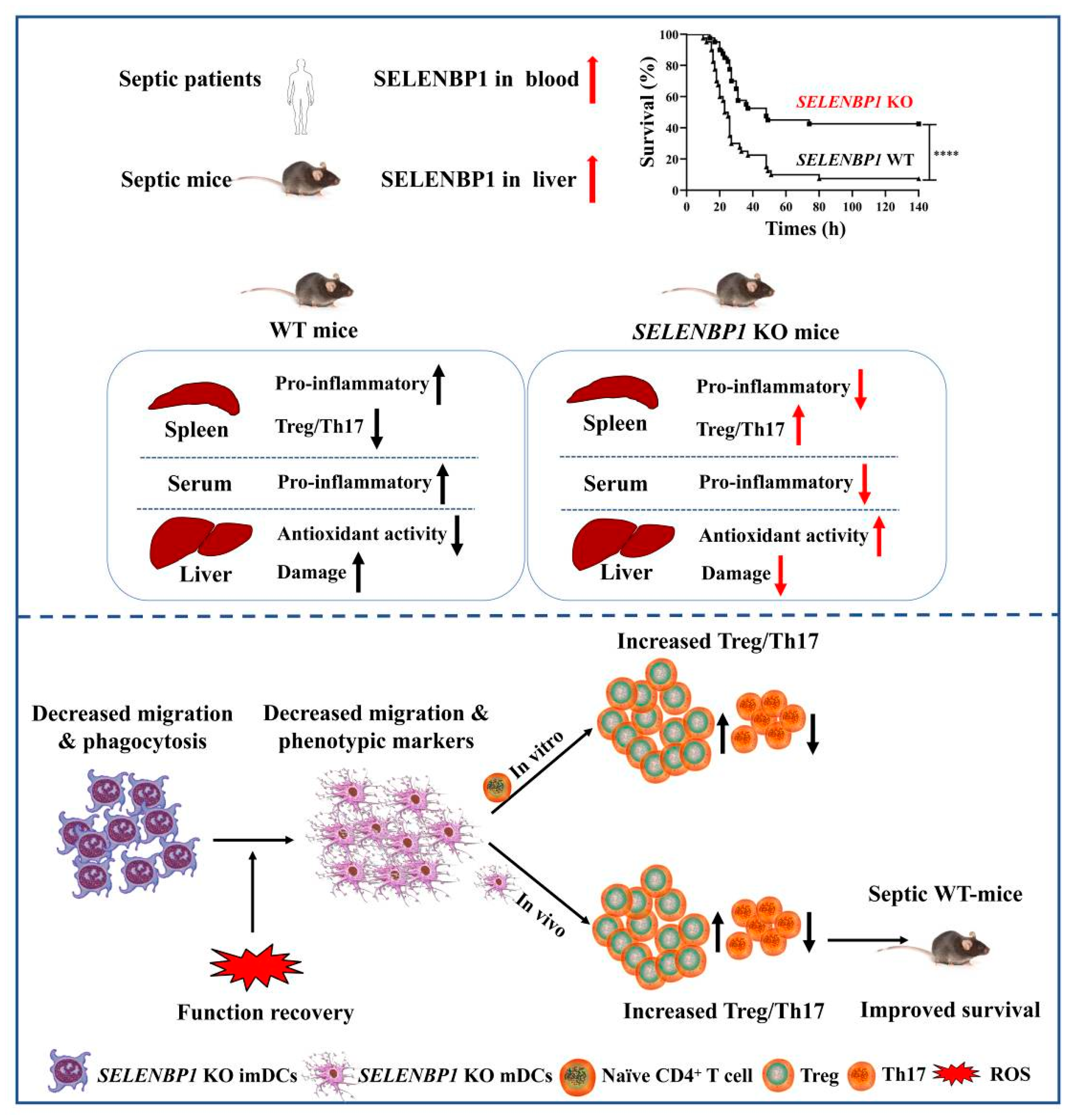 Antioxidants 14 00468 g009