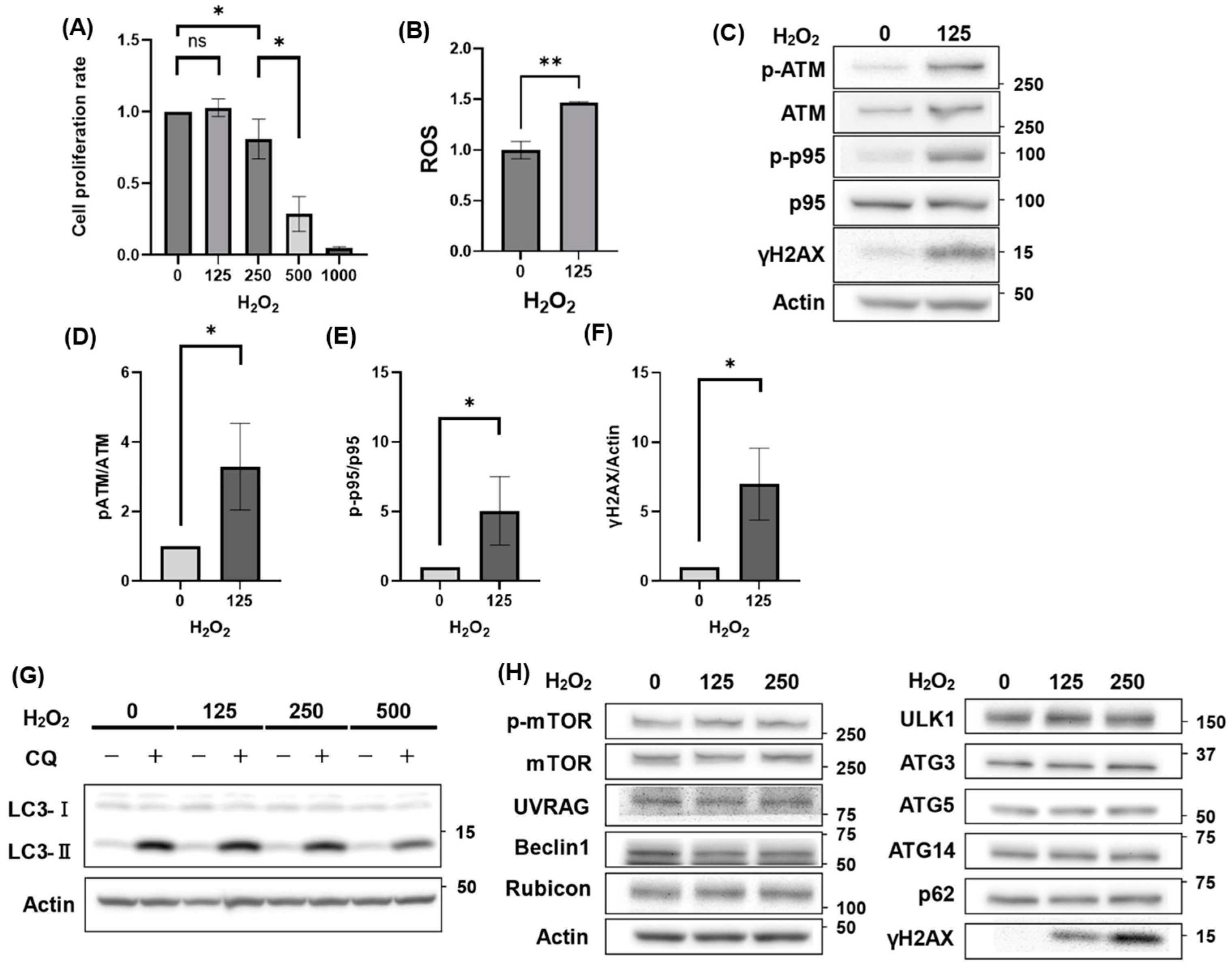Antioxidants 14 00470 g001 Antioxidants 14 00470 g001
