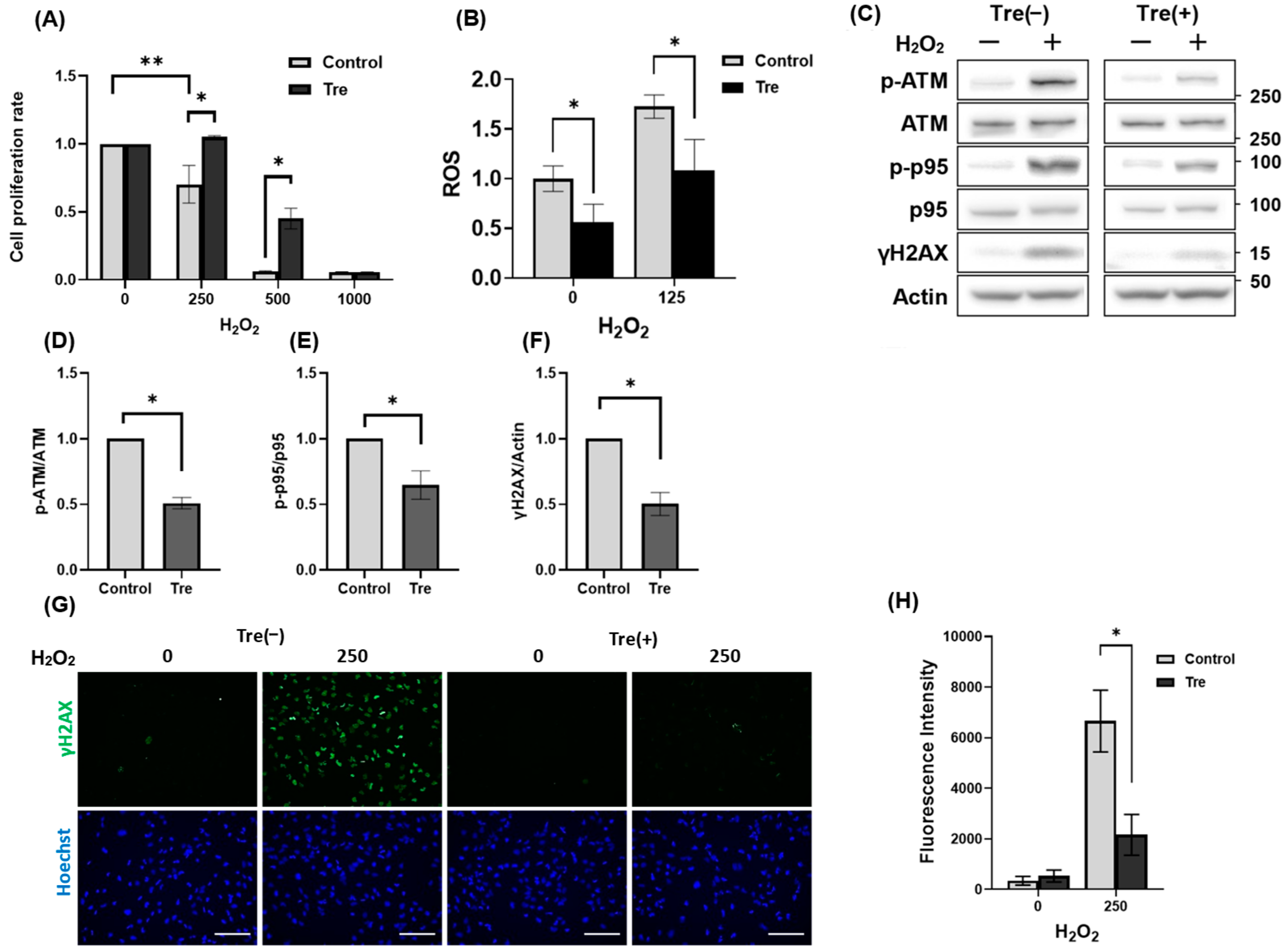 Antioxidants 14 00470 g004 Antioxidants 14 00470 g004