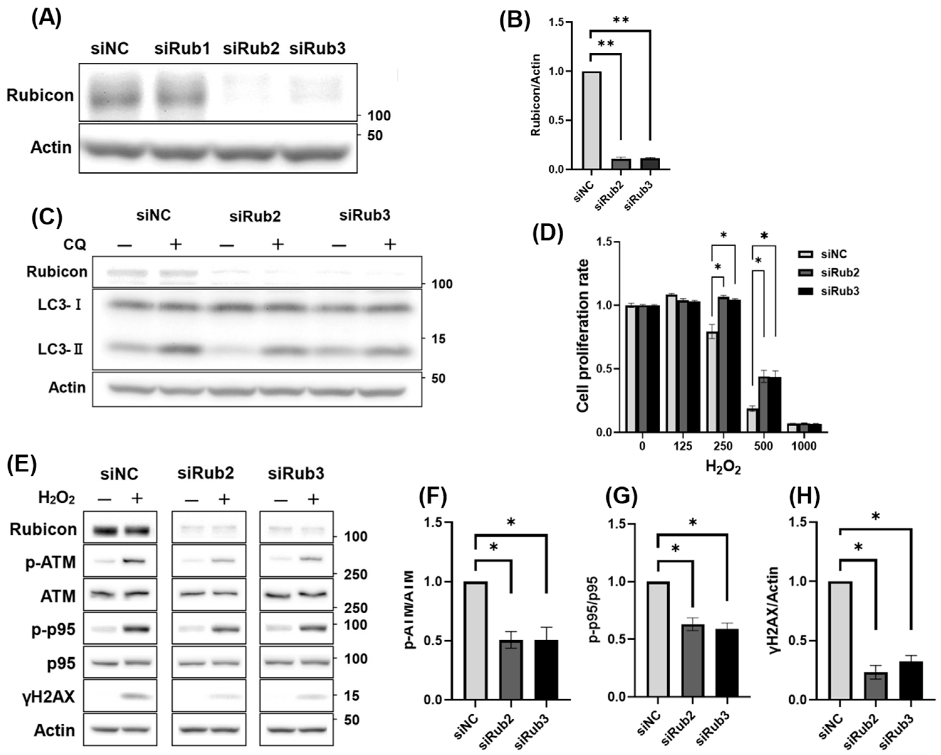 Antioxidants 14 00470 g005 Antioxidants 14 00470 g005