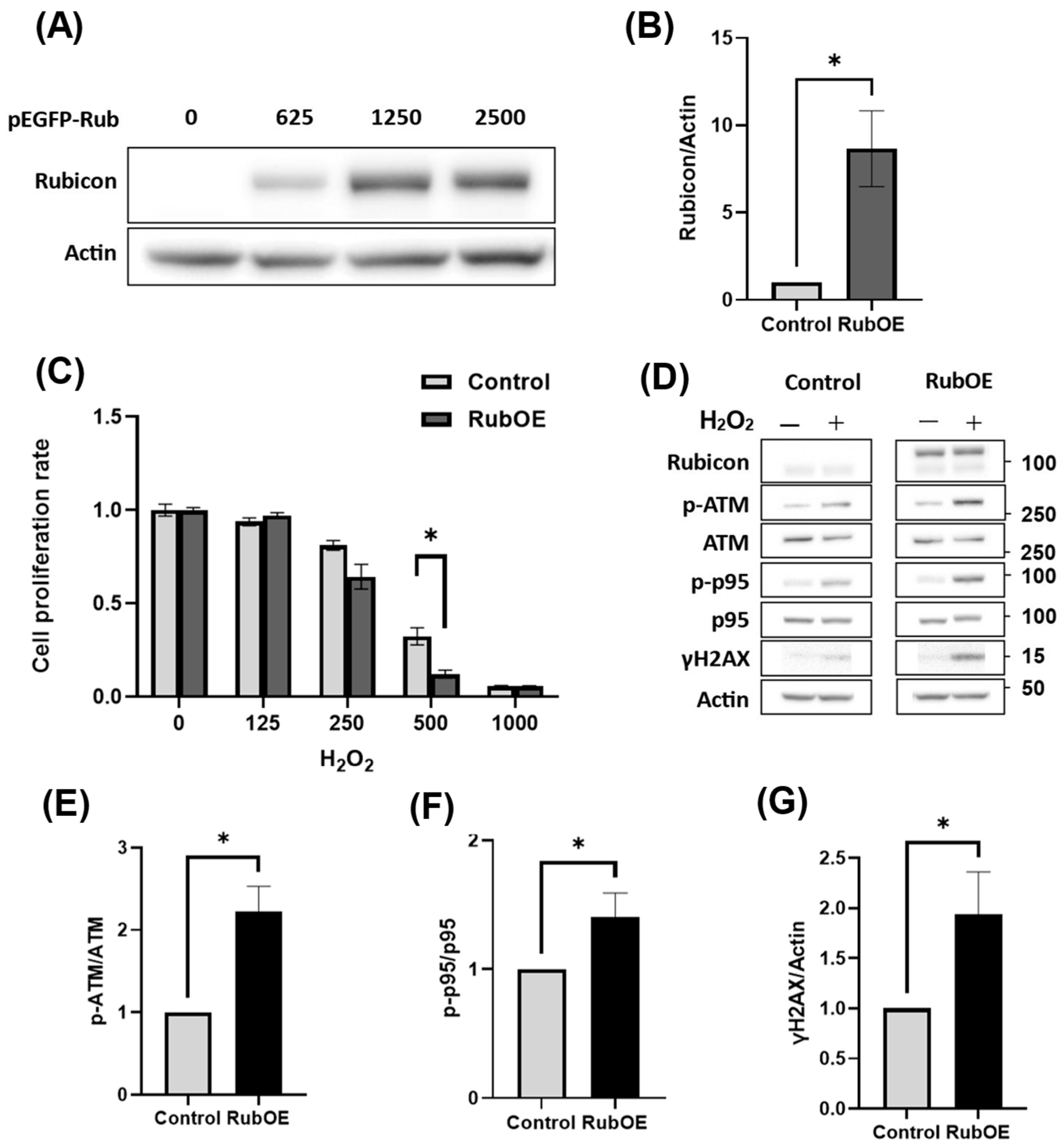 Antioxidants 14 00470 g006 Antioxidants 14 00470 g006