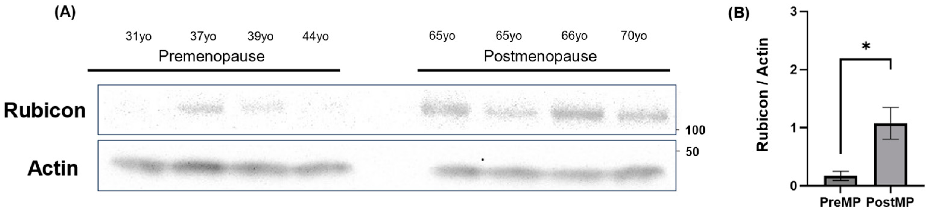 Antioxidants 14 00470 g007 Antioxidants 14 00470 g007