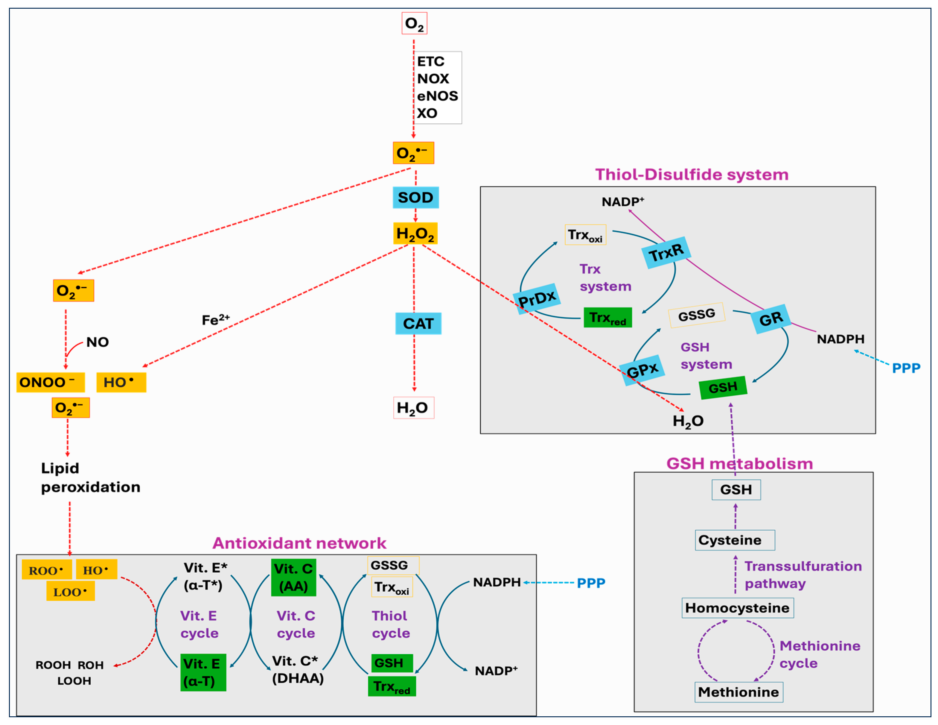Antioxidants 14 00471 g007