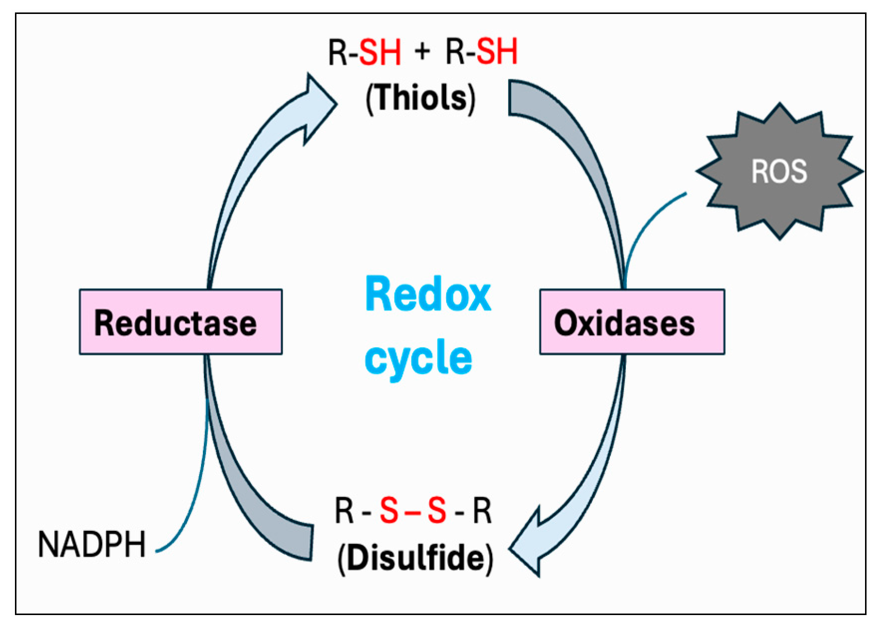 Antioxidants 14 00471 g008