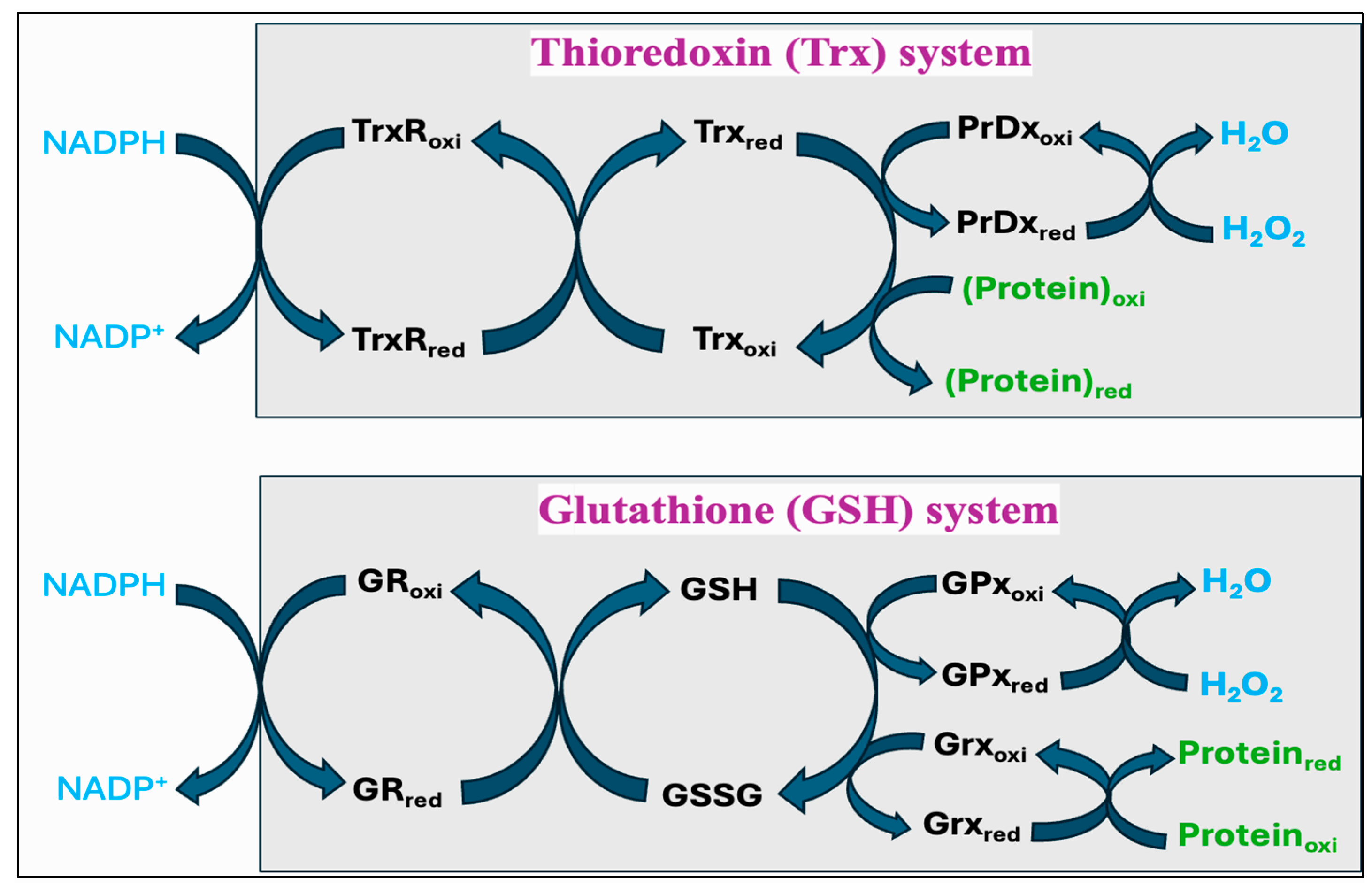 Antioxidants 14 00471 g009