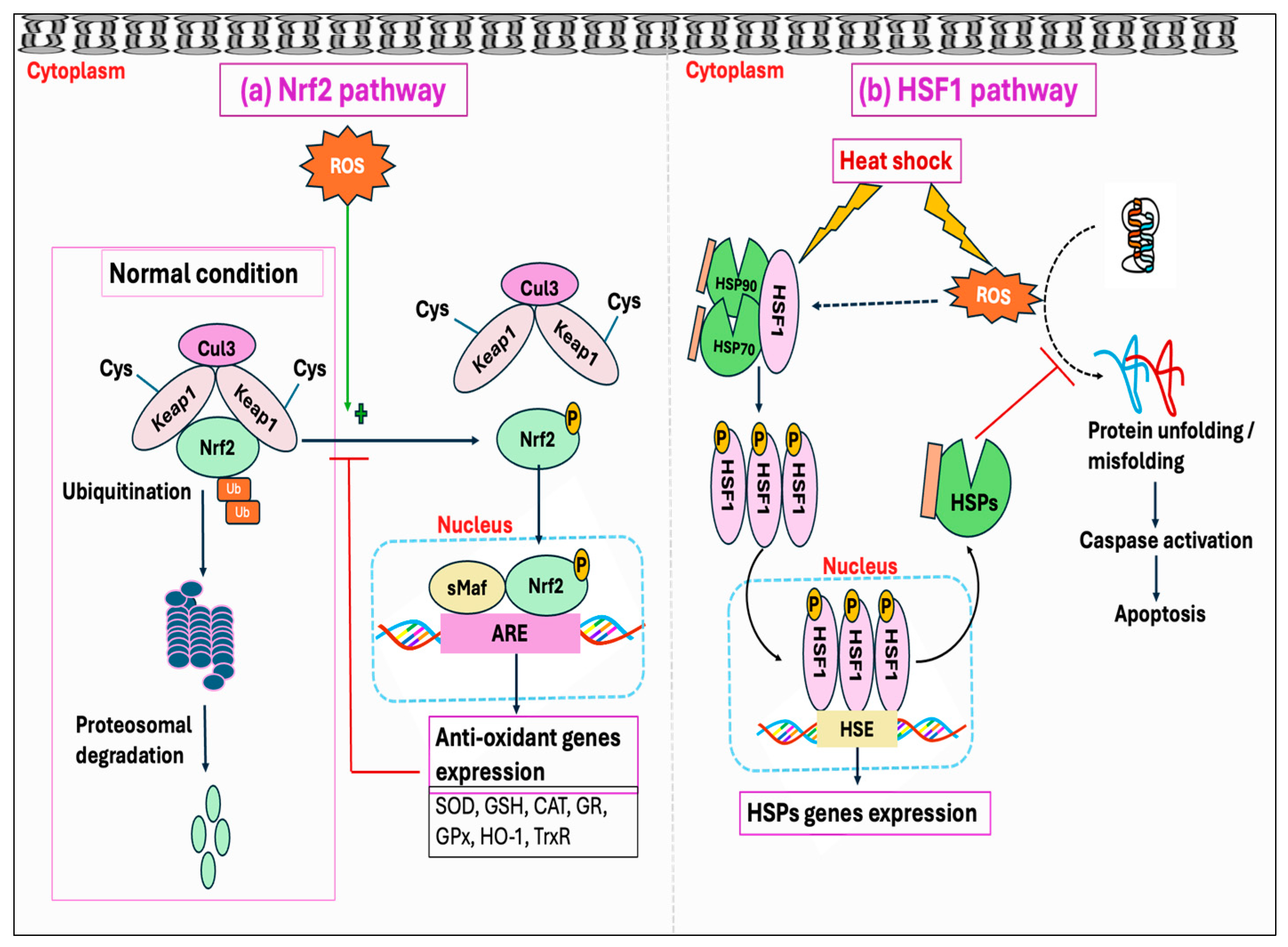 Antioxidants 14 00471 g012