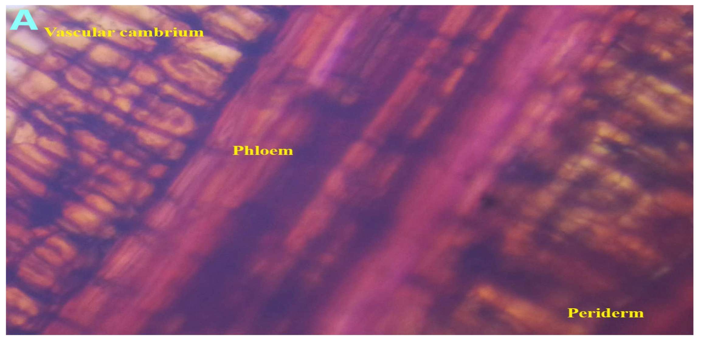 Antioxidants 14 00472 g003a