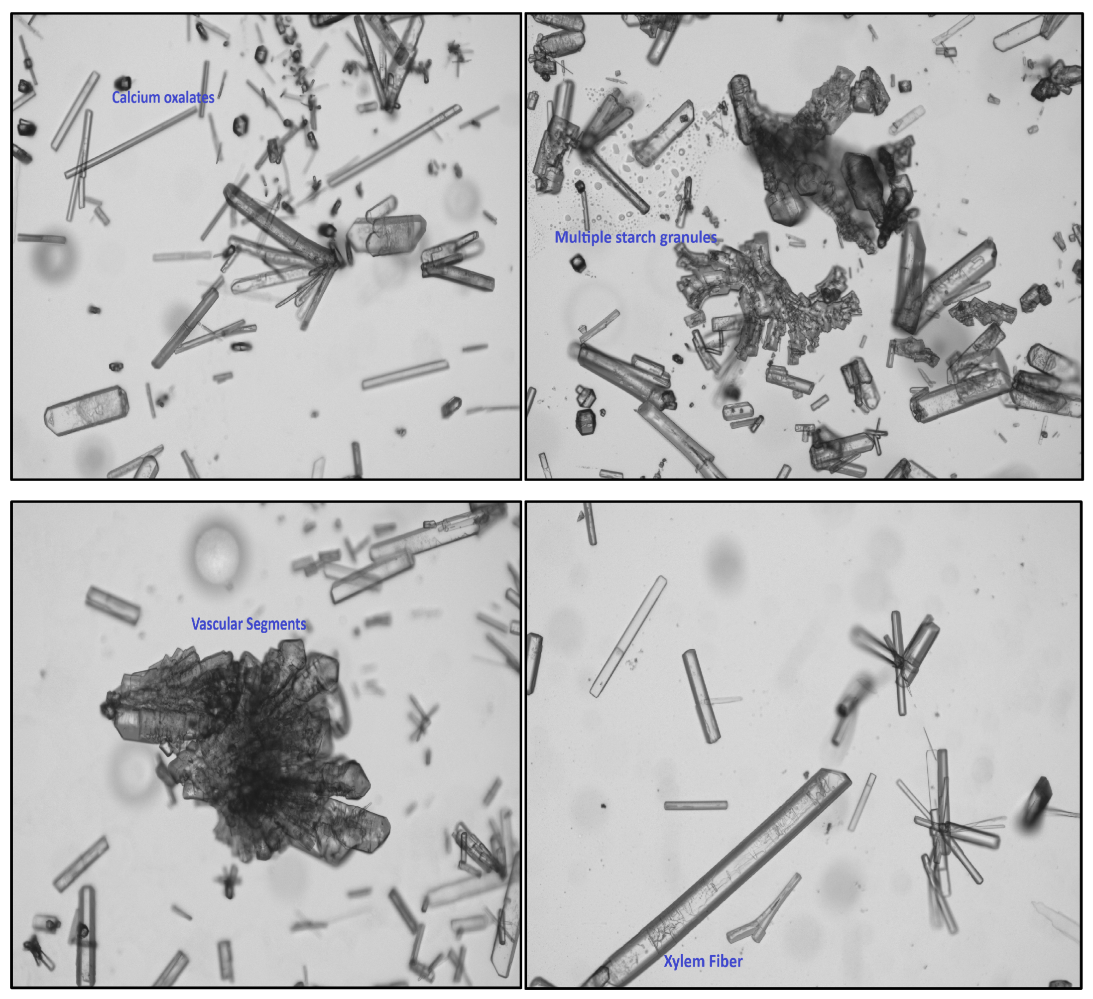 Antioxidants 14 00472 g004