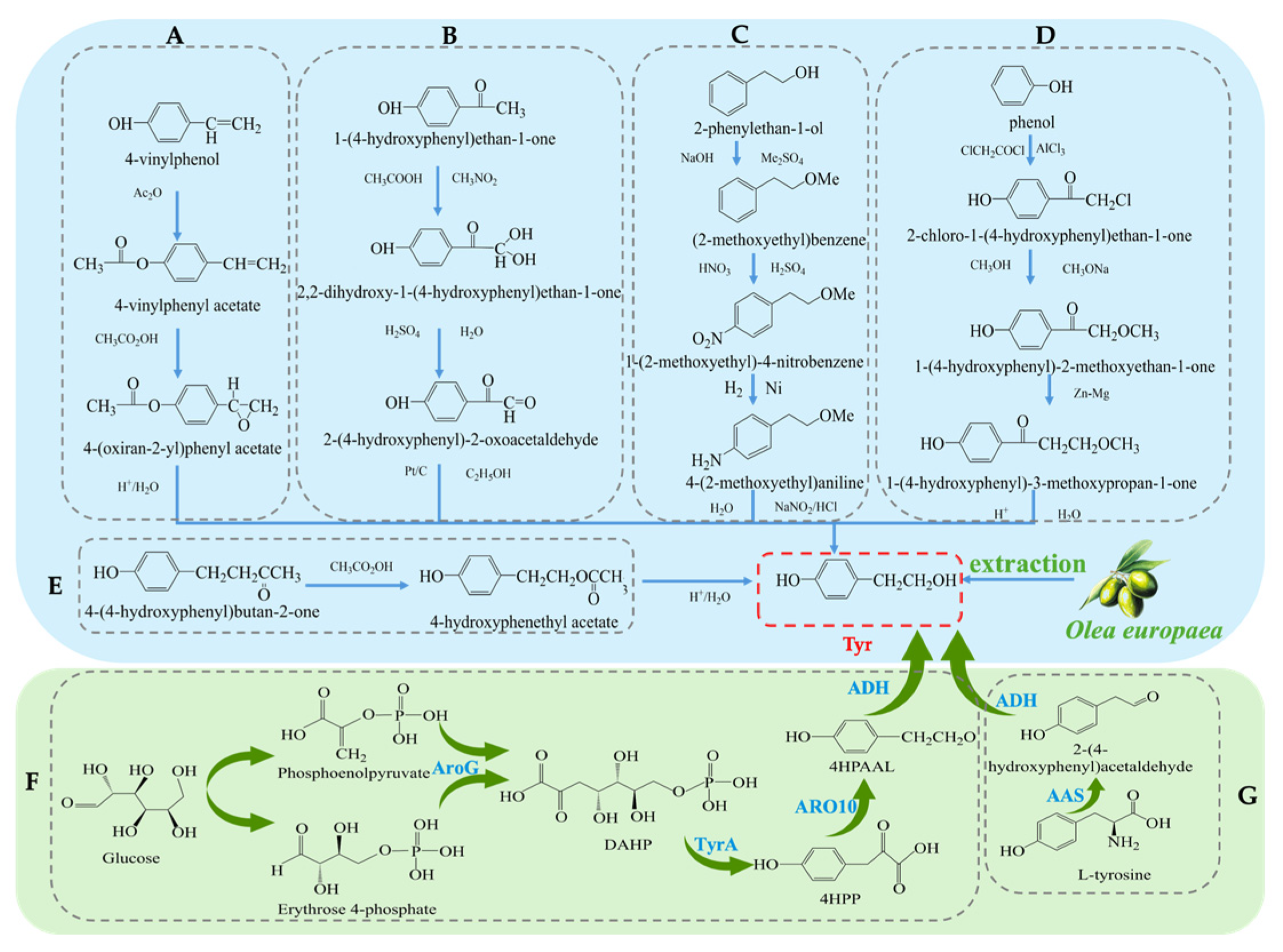 Antioxidants 14 00476 g002