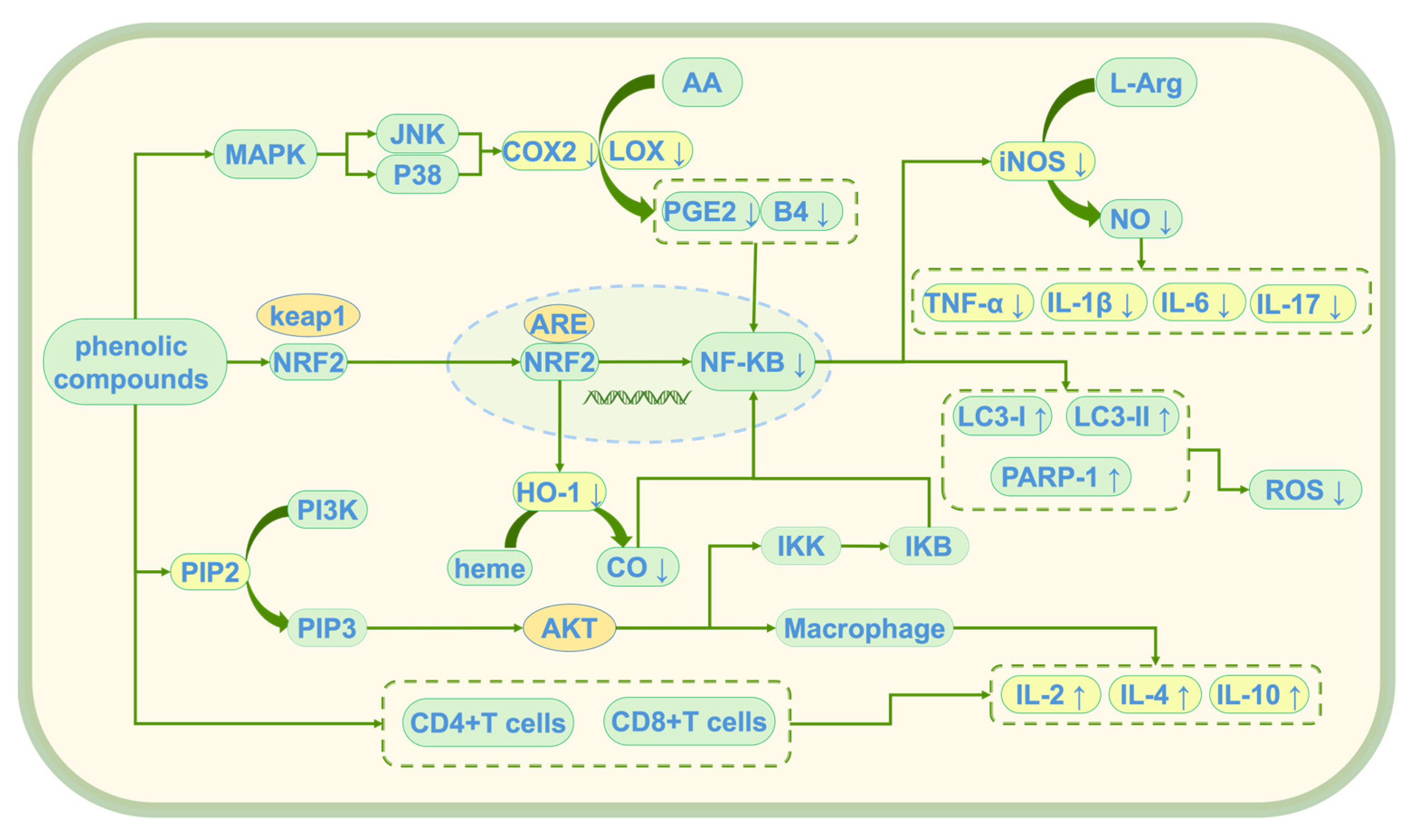 Antioxidants 14 00476 g006