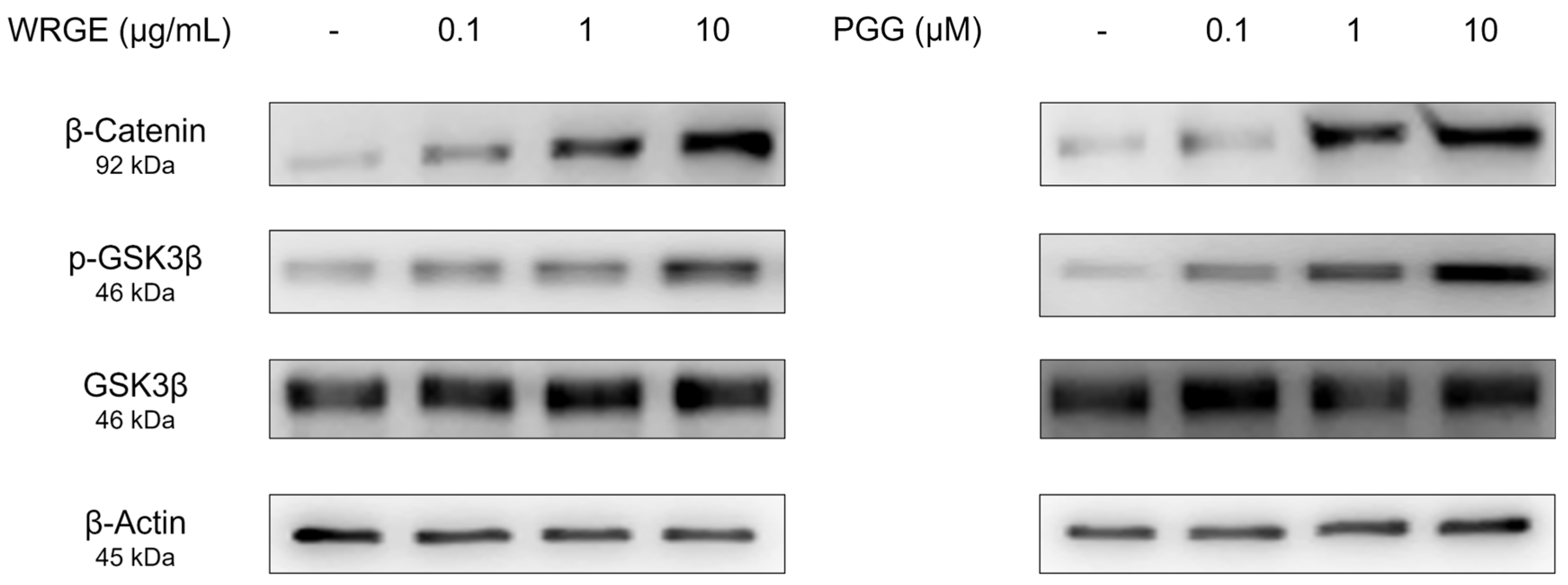 Antioxidants 14 00477 g005
