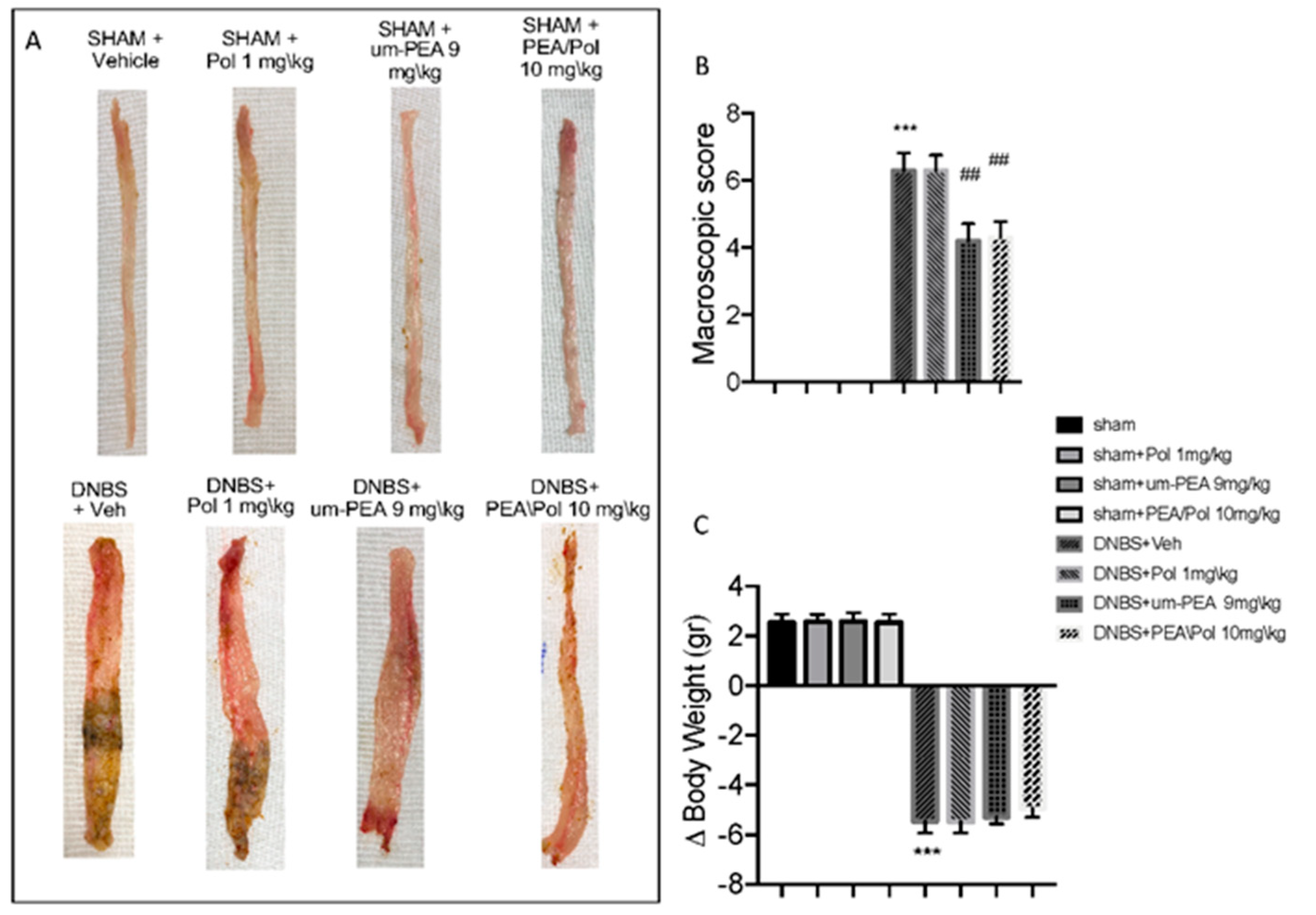 Antioxidants 14 00481 g001