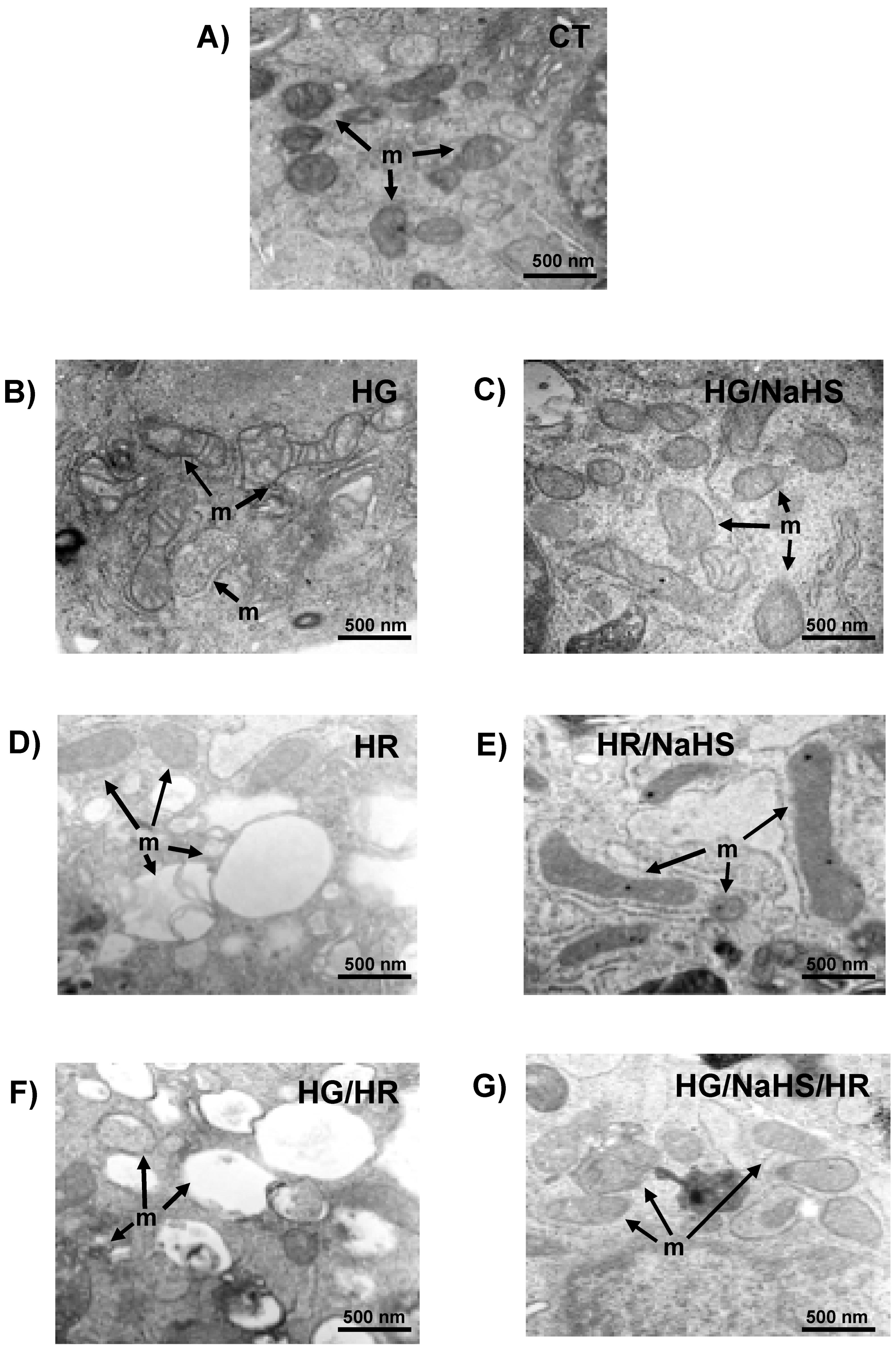 Antioxidants 14 00482 g011