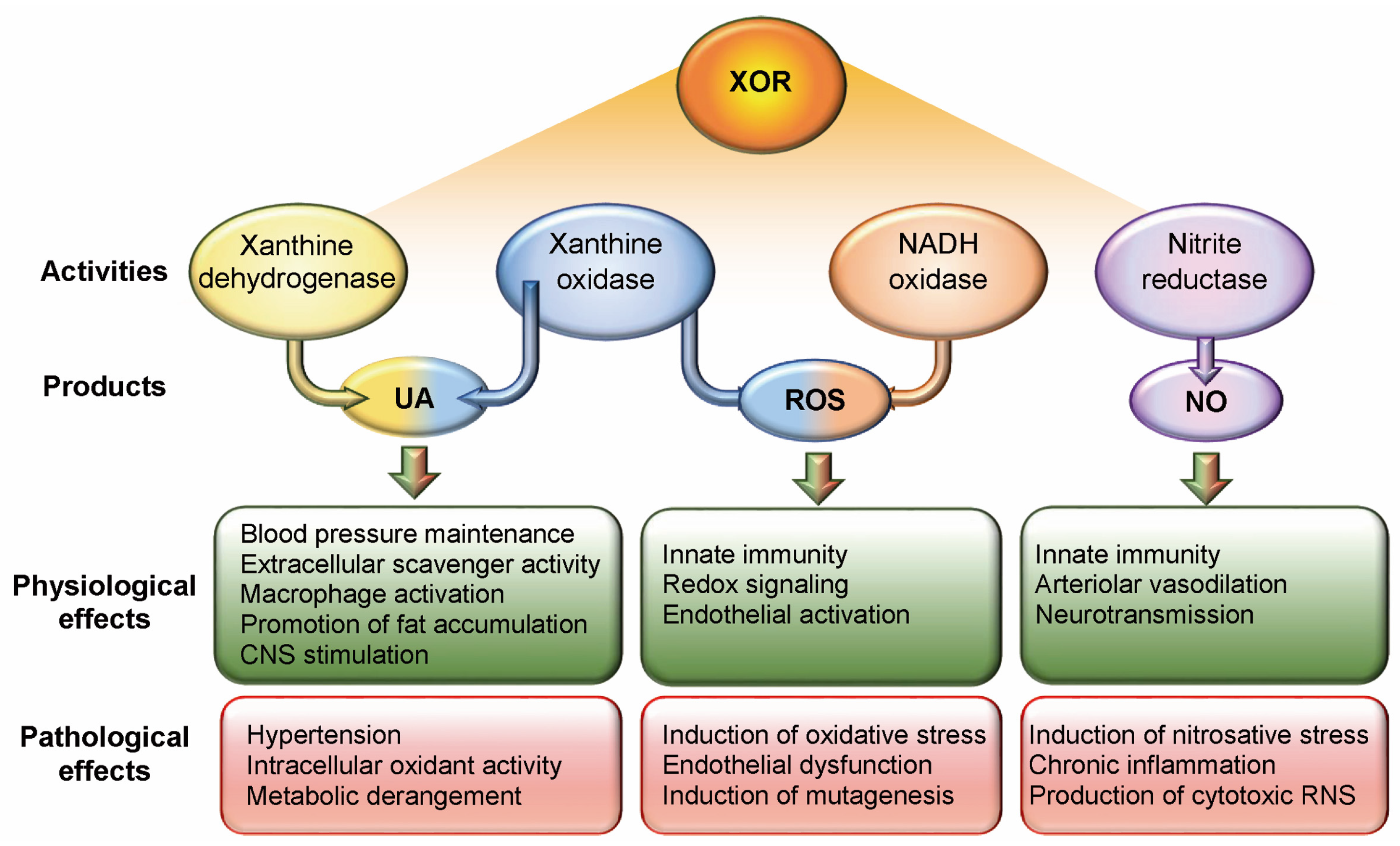Antioxidants 14 00483 g001