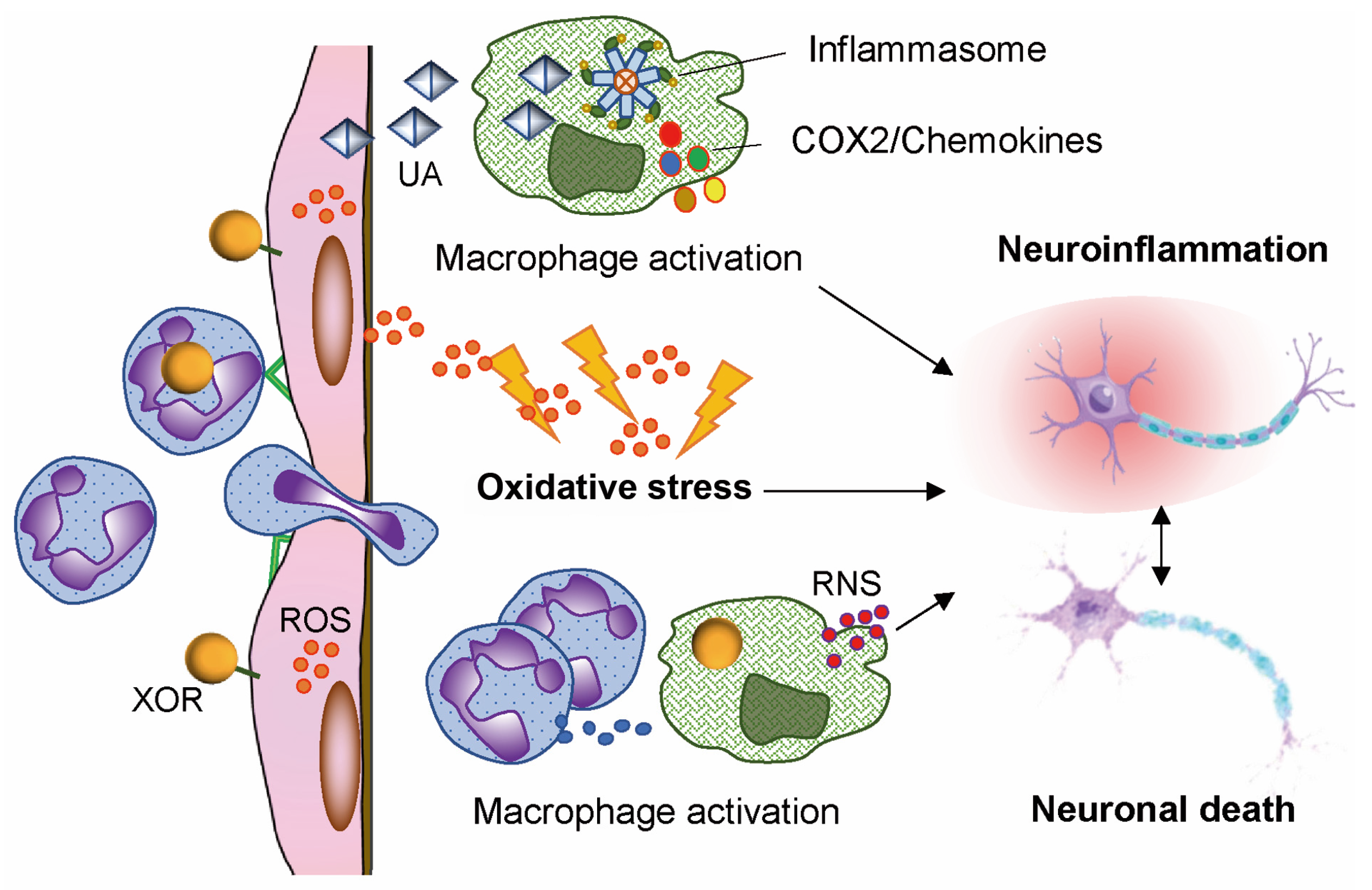 Antioxidants 14 00483 g002