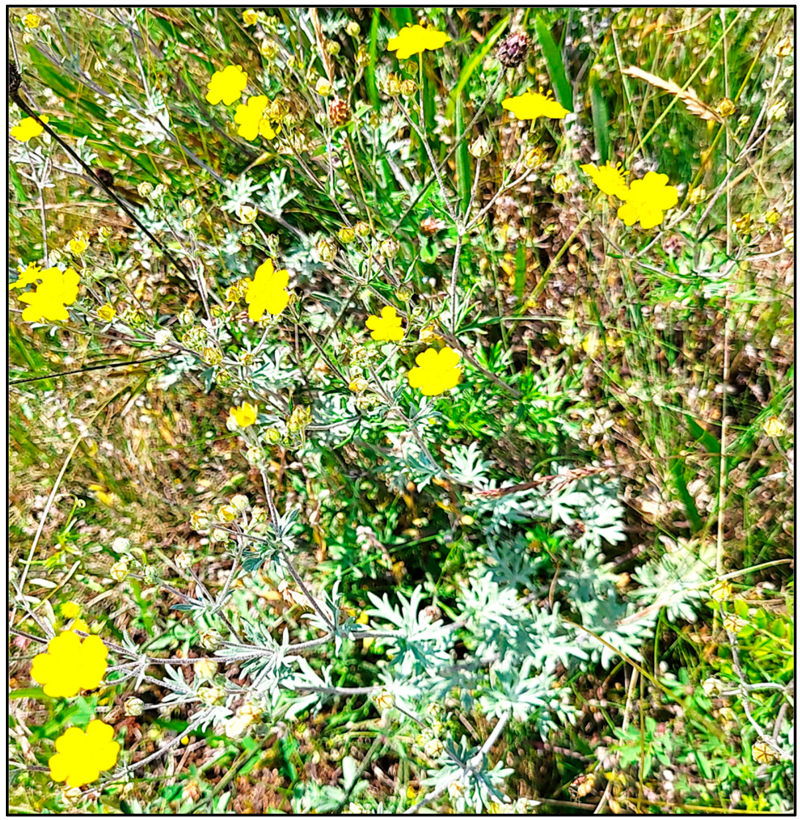 Antioxidants 14 00487 g001