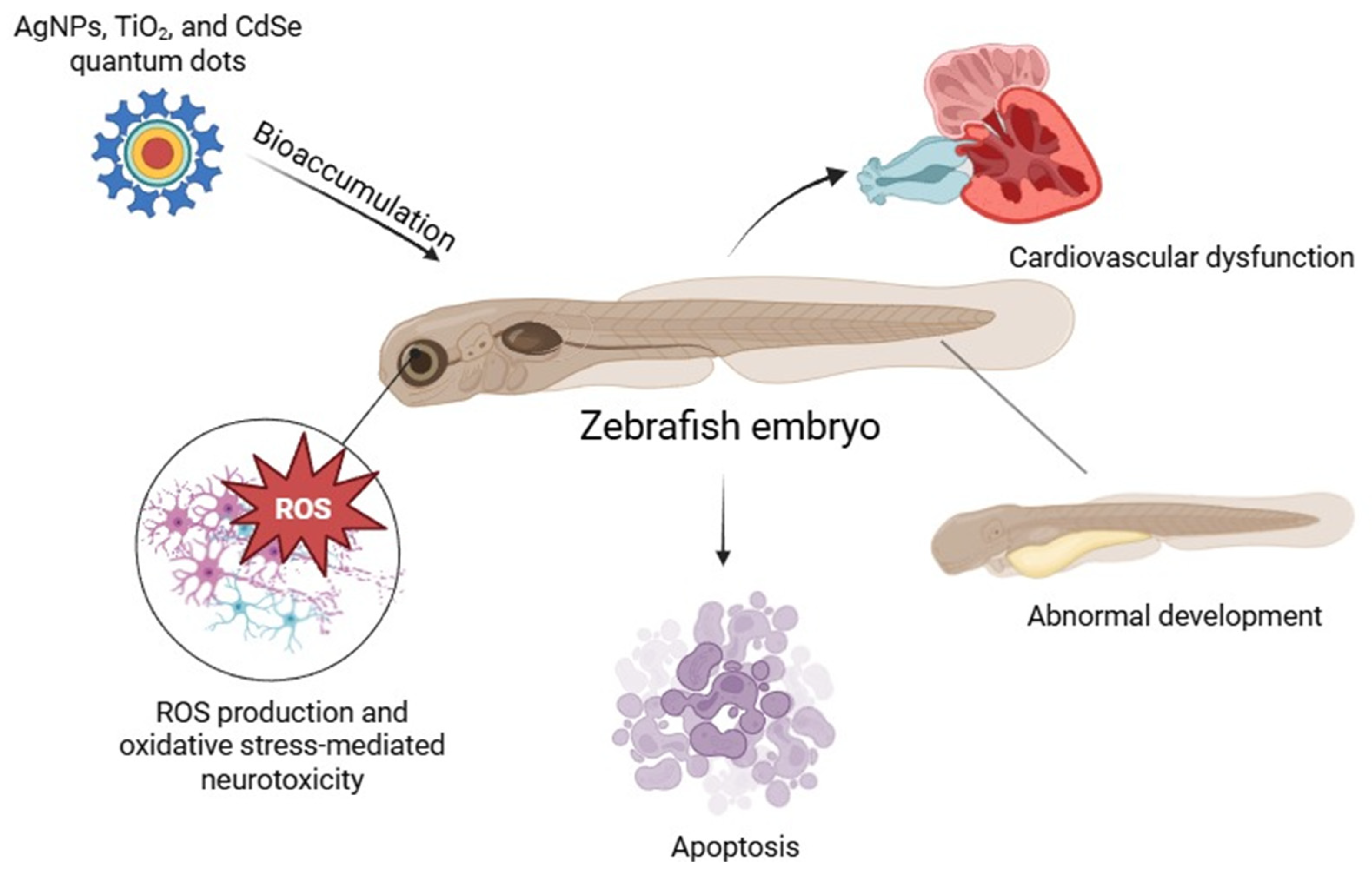 Antioxidants 14 00489 g001