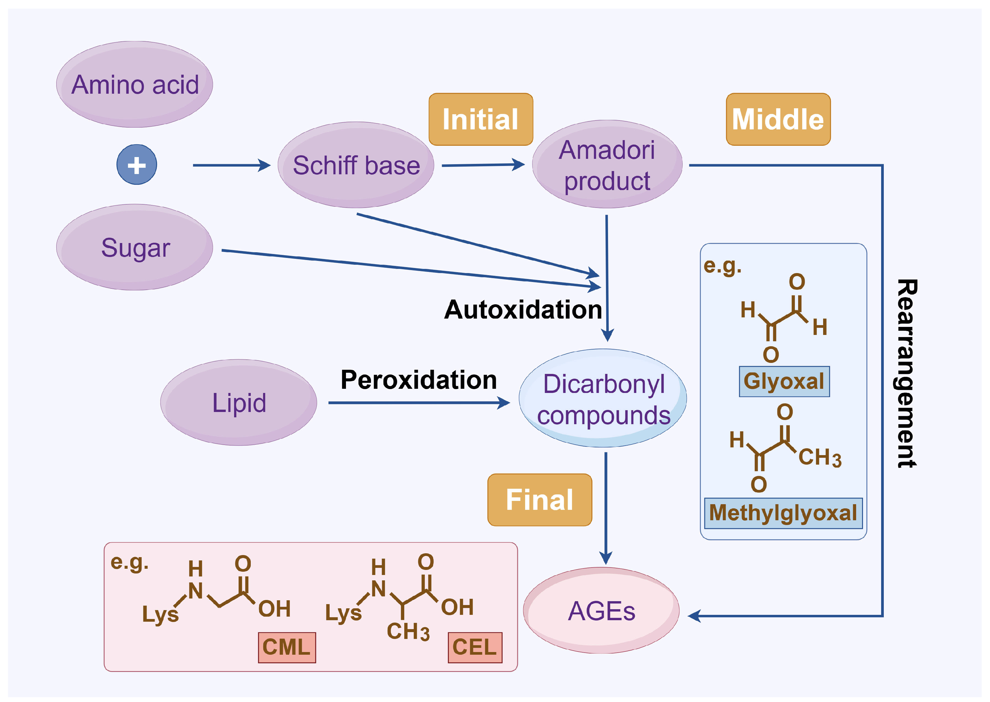 Antioxidants 14 00492 g001